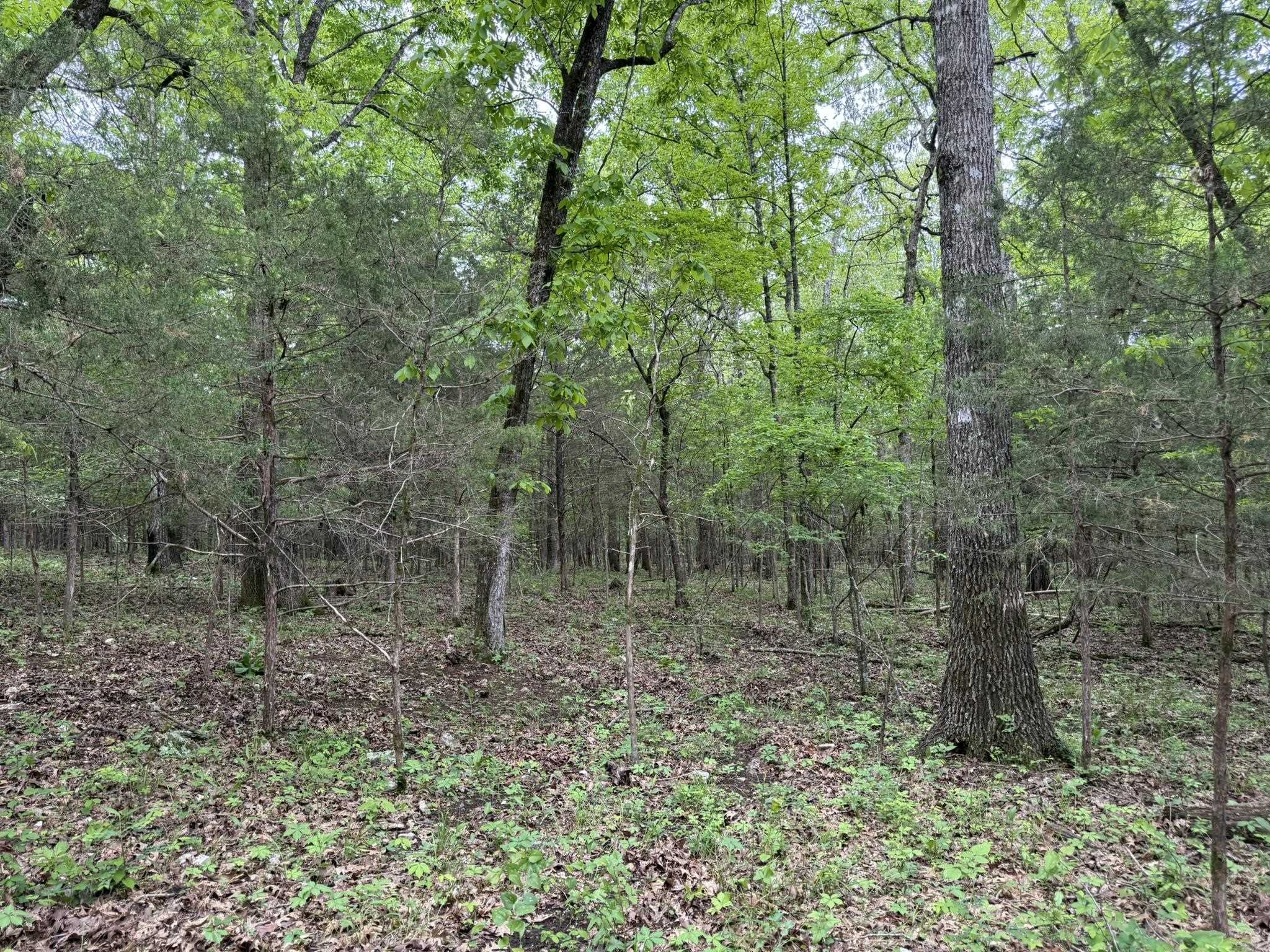 This 26 -acre hunting property in North Central Arkansas offers a prime mix of natural beauty and recreational potential.  Located just one hour from Jonesboro, AR, and a little over two hours from Memphis, TN, this property provides the perfect balance of seclusion but not too far of a drive away from the city. Just a mile from Big Creek, you’ll have easy access to fantastic kayaking and fishing.  The geography of this acreage is actually a large plateau that is mainly covered in white oak timber and few limestone rock outcroppings with the occasional pine and cedar tree. It creates an excellent habitat for deer and turkey, which is perfect for bedding and roosting.  The property is also located near Harold Alexander Wildlife Management Area, offering additional opportunities for hunting and outdoor recreation. For more information about the nearby Harold Alexander Wildlife Management Area, visit: https://www.agfc.com/en/zone-map/667/  This 26-acre property is accessible via an easement road and is listed at just $65,000.