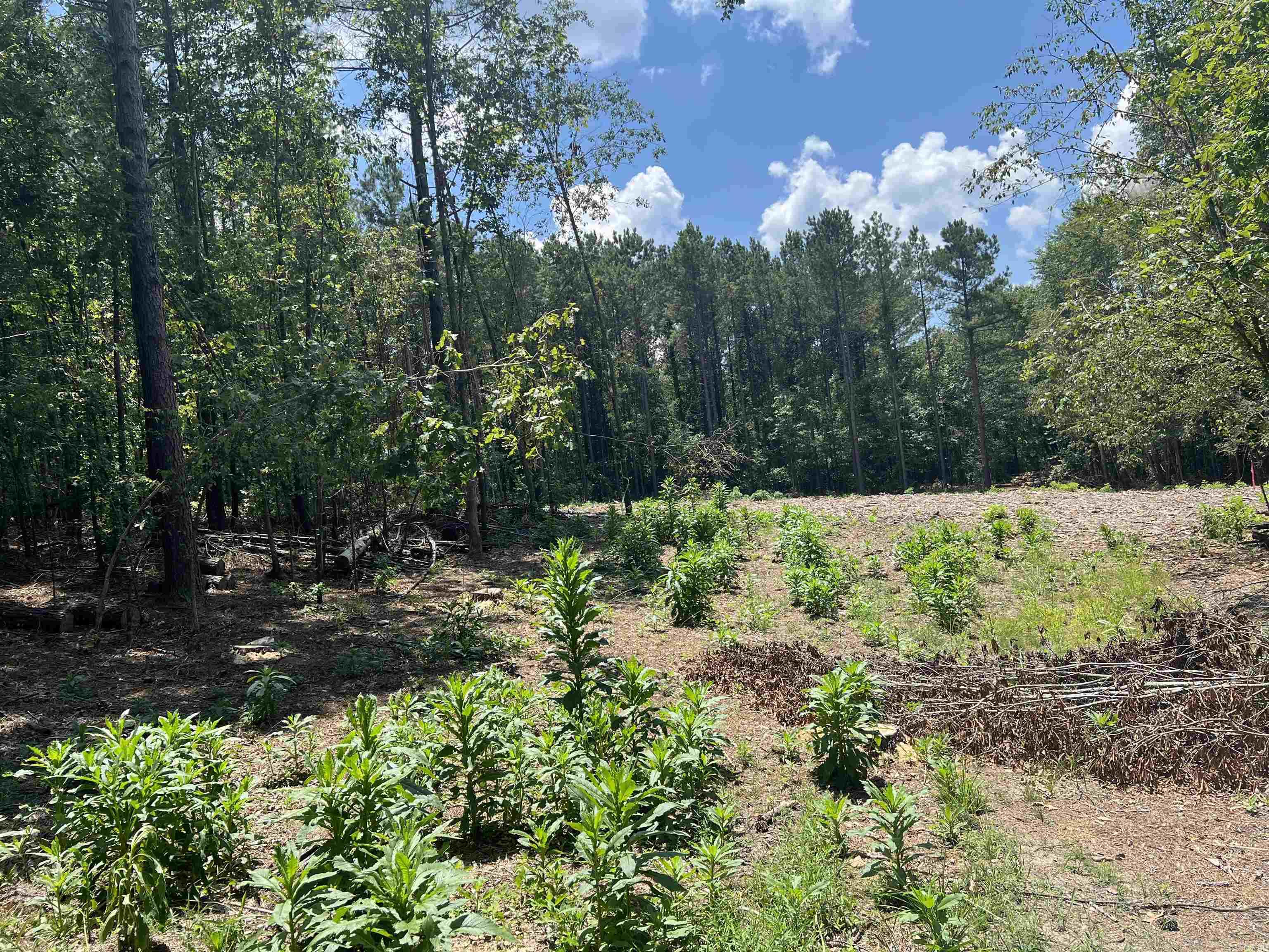 Looking for the perfect place to build? This 2-acres surveyed tract offers a peaceful country setting with water available at the road and has already passed a Perc test, making it ready for your new home or mobile home.  With no restrictions, you'll have freedom to build, place a manufactured home, or create your own private retreat.  Don't miss this opportunity to own an affordable piece of Arkansas where you can build your future exactly the way you want! Schedule your showing today.