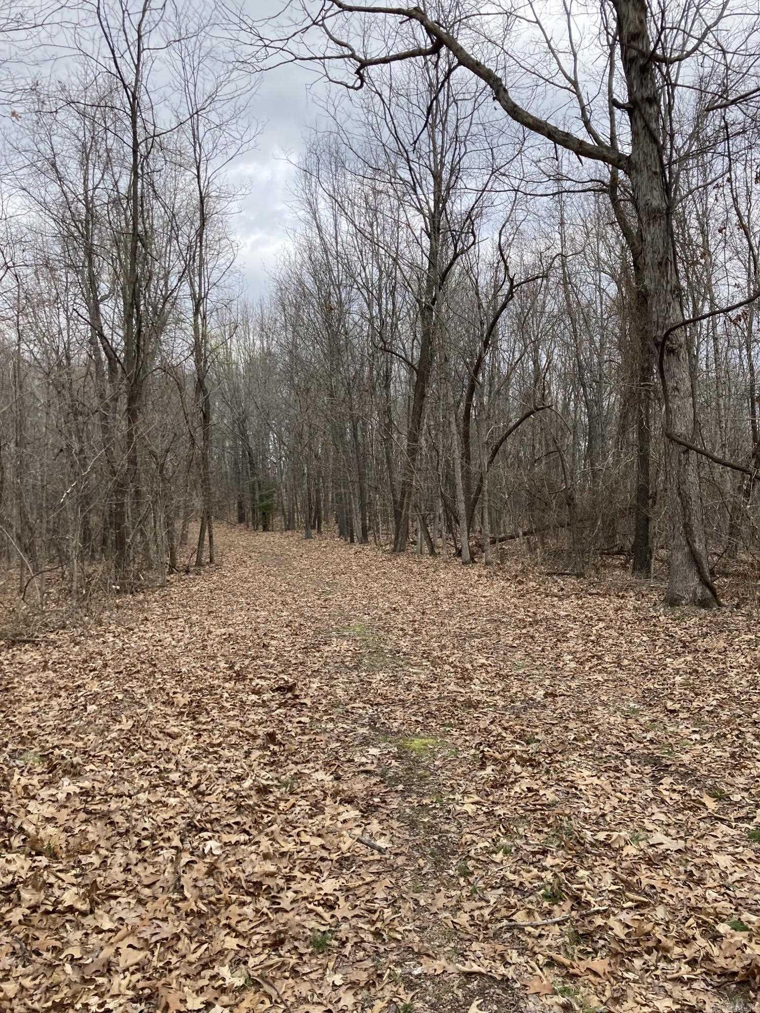 40 acres on Hall Mountain! 30 mile view on a clear day. Abundant wildlife!