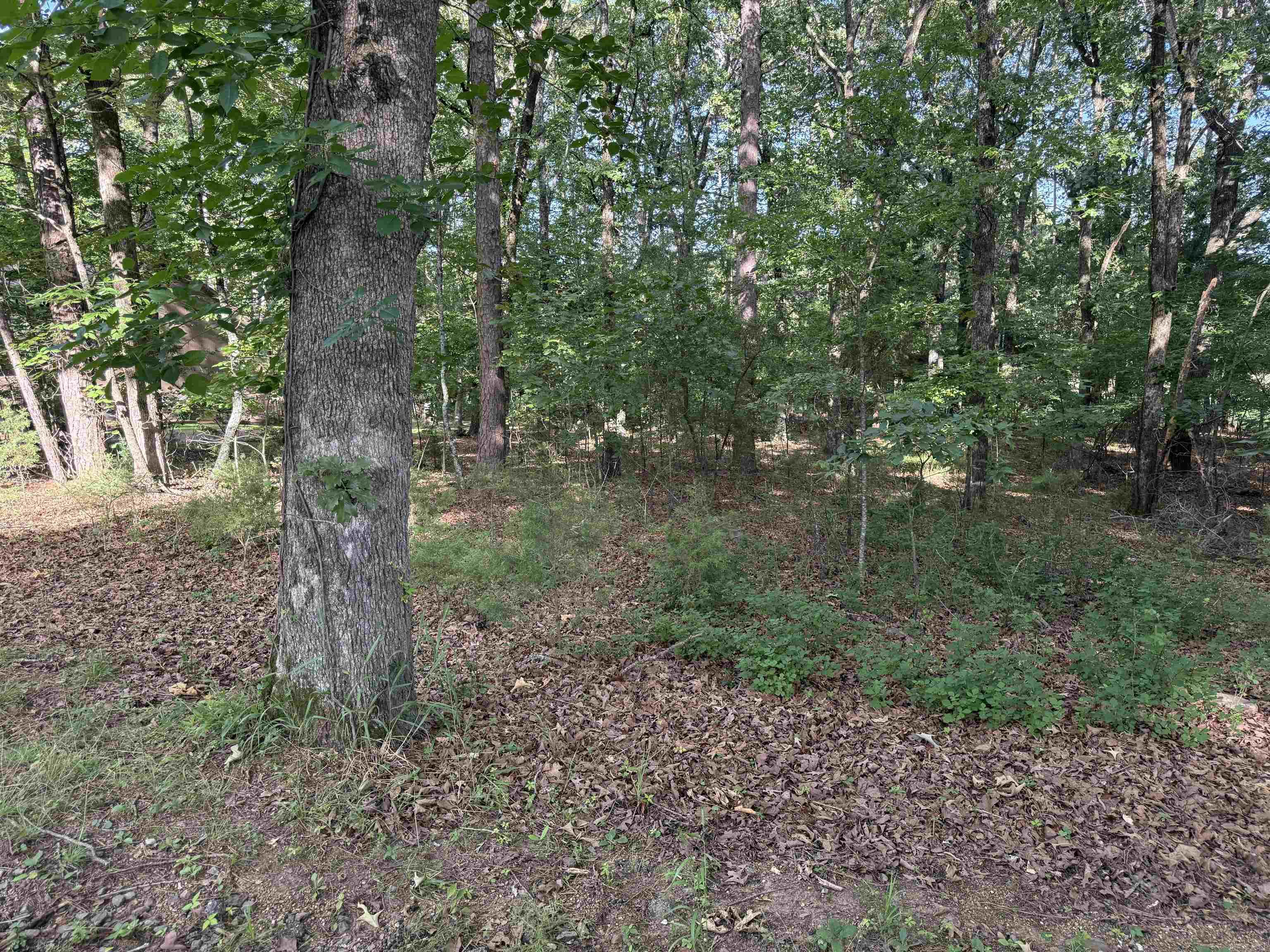 Birchwood - Land