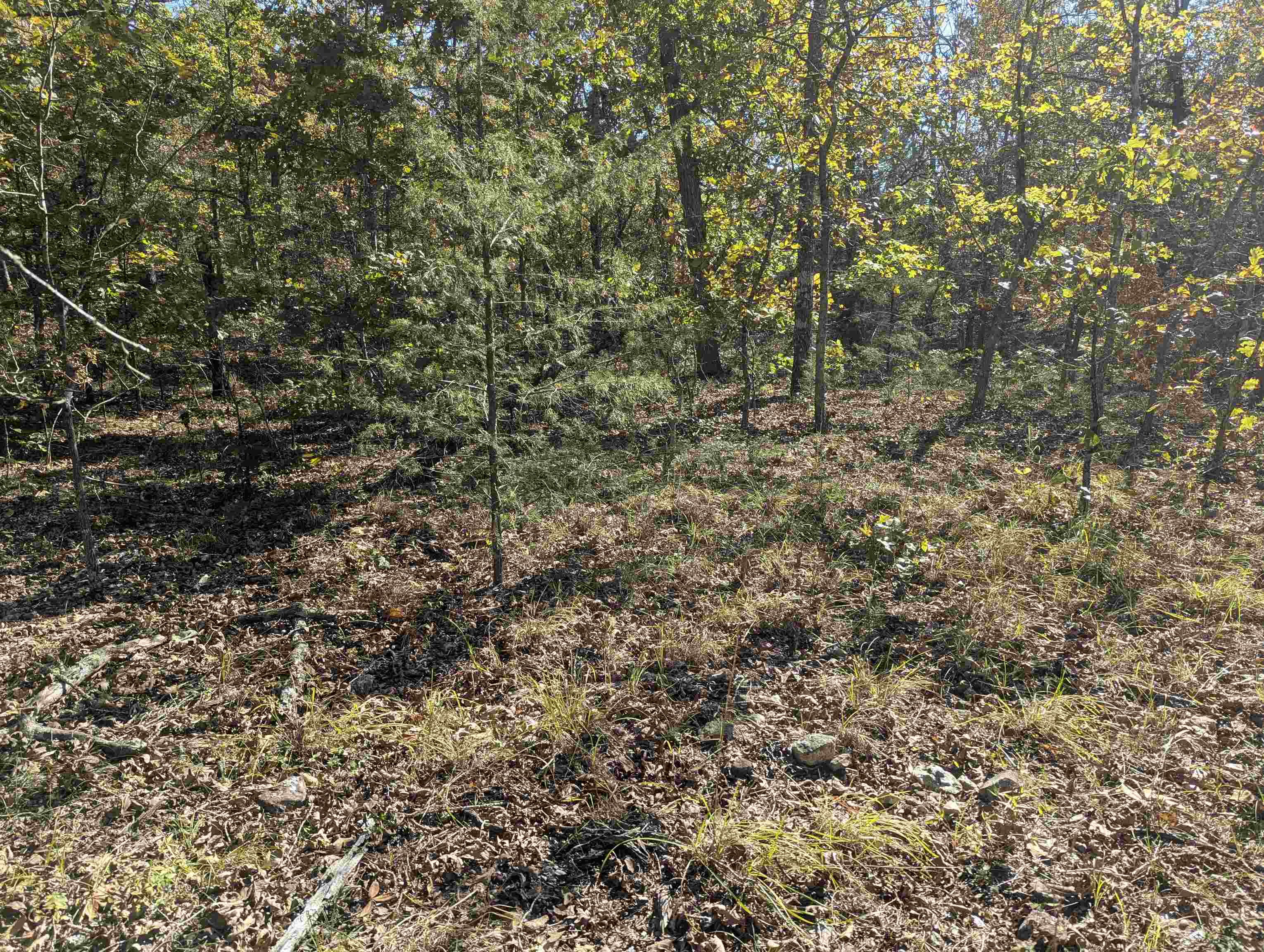 Secluded Wooded Acreage in the Ozarks Foothills  Discover the ideal 10-acre tract for your secluded retreat or off-grid aspirations in the scenic Fulton County, North Central Arkansas, nestled in the foothills of the Ozarks. This entirely wooded tract has been recently surveyed and offers a unique combination of accessibility and privacy, featuring gravel county road frontage on two sides of the property. The land is gently rolling and provides essential modern convenience with electricity available at the road, yet maintains a desirable seclusion—note there are several miles of gravel road leading to the property, enhancing its quiet, fairly secluded atmosphere. Best of all, with no restrictions, this pristine acreage is perfect for a prepper or anyone seeking complete autonomy to build, camp, or simply escape. OWNER FINANCING AVAILABLE.
