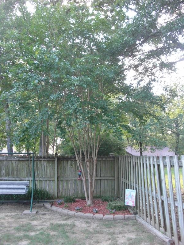 Wild Rose - Residential