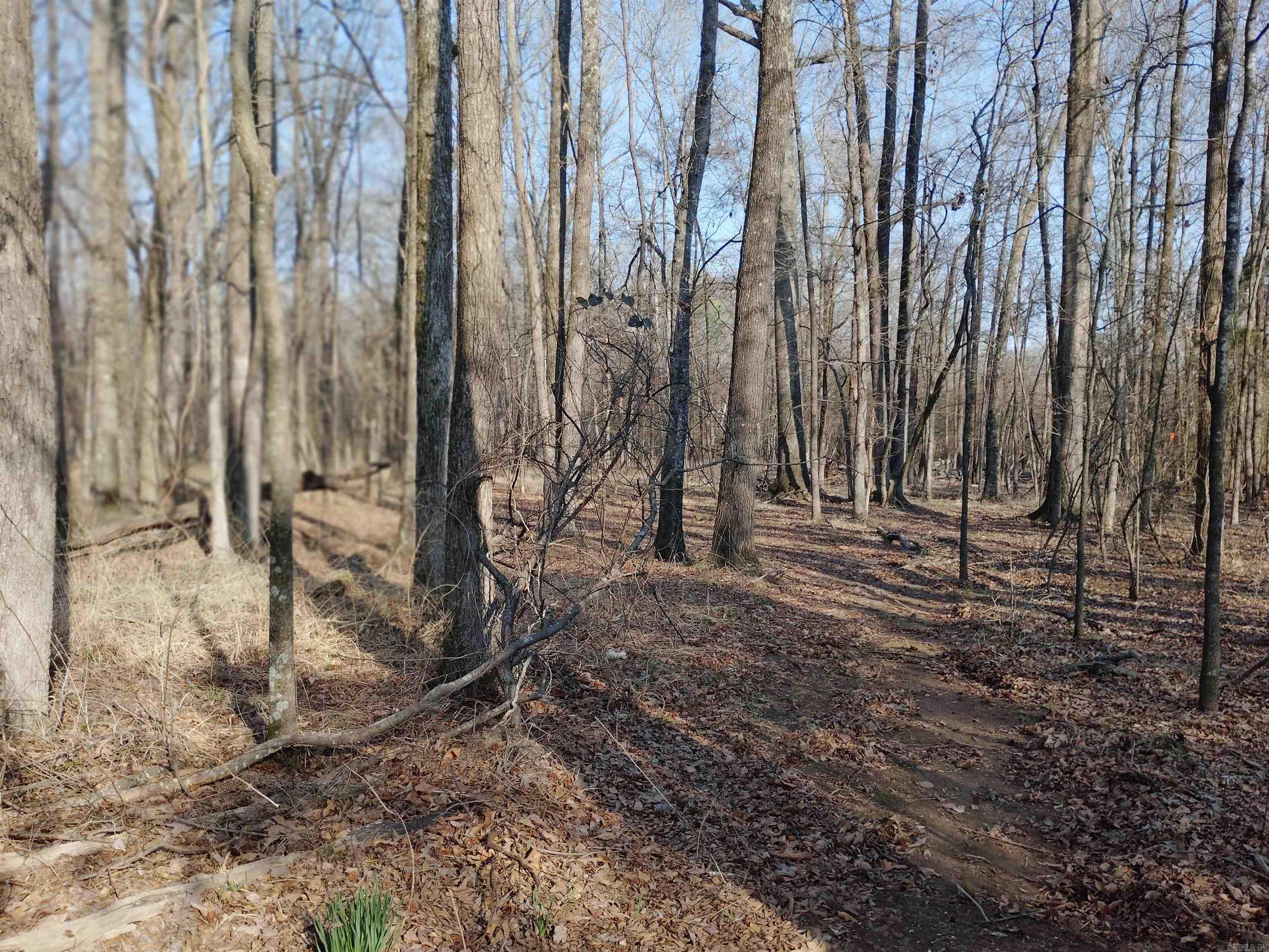 Prime 5-Acre Wooded Lot – Endless Potential in Jacksonville! Discover the perfect opportunity to build your vision on this beautiful 5-acre wooded tract in the outskirts of Jacksonville! Whether you're looking to develop a private residential retreat or explore commercial possibilities, this versatile property offers exceptional potential. Alsoo available - 3200sf home and additional 1.22 acres - MLS#26016206 Property Highlights: *5 full acre of natural, wooded land *Gently rolling terrain with beautiful creek *Ideal for residential home site or development *Peaceful setting with mature trees for privacy *Located just minutes from shopping, dining, schools, and major highways, this property provides the perfect blend of convenience and seclusion. Enjoy a rural vibe while staying within easy reach of the Little Rock metro area. *Build your dream home tucked among the trees  Opportunities like this don’t last long — secure your slice of heaven today