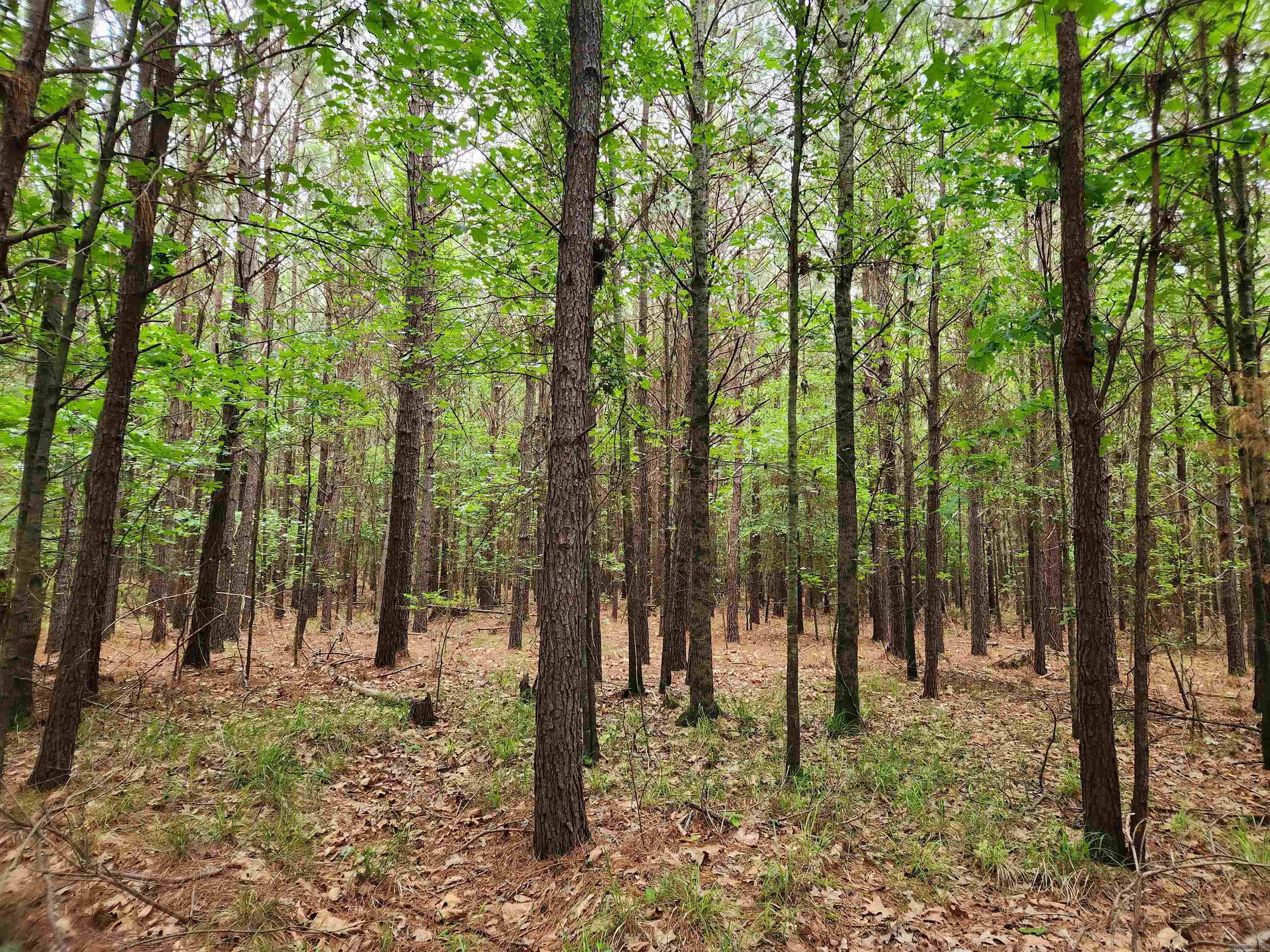 40 acres of Prime deer, turkey, squirrel, hunting ground OR for building your new Dream home with lots of privacy!!! Conveniently located just outside of city!!  Access to city water, electricity and natural gas. Has old 4-wheeler trails around property!!  17-year-old Pine Timber is ready for first thinning or clear it all for pastureland!!