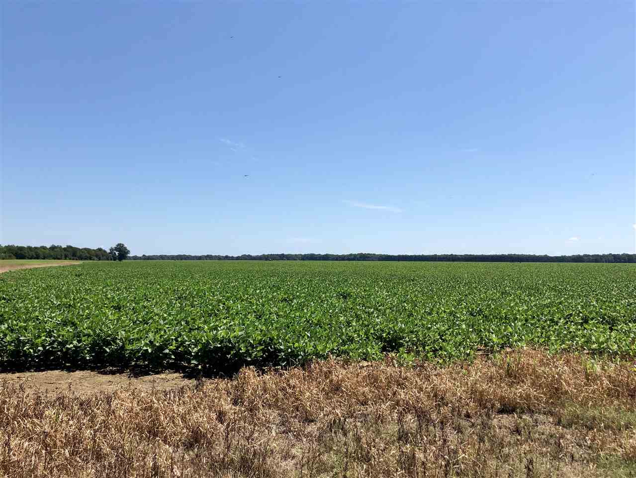 McCrory - Farm