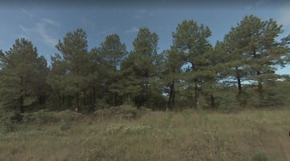Wooded building lot