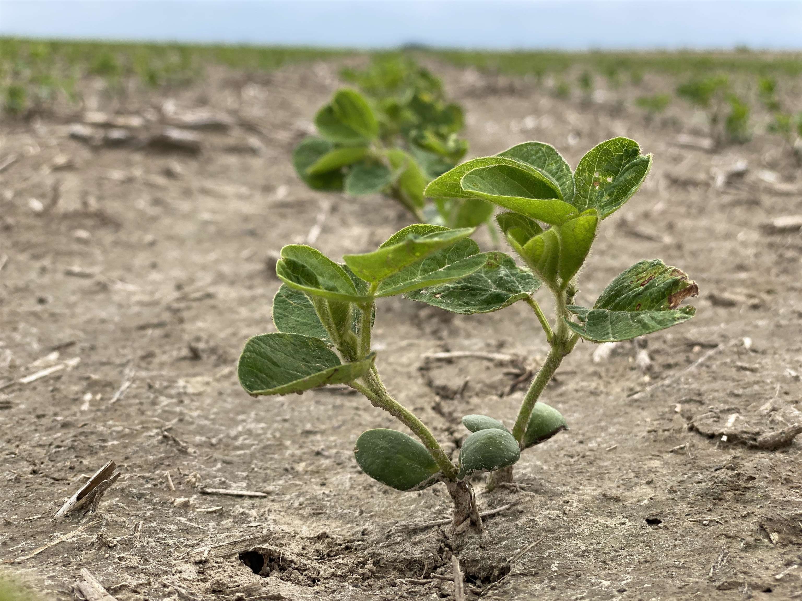 Investment grade farm with cotton and soybean base acre. Center pivot irrigation and located in Crittenden County.