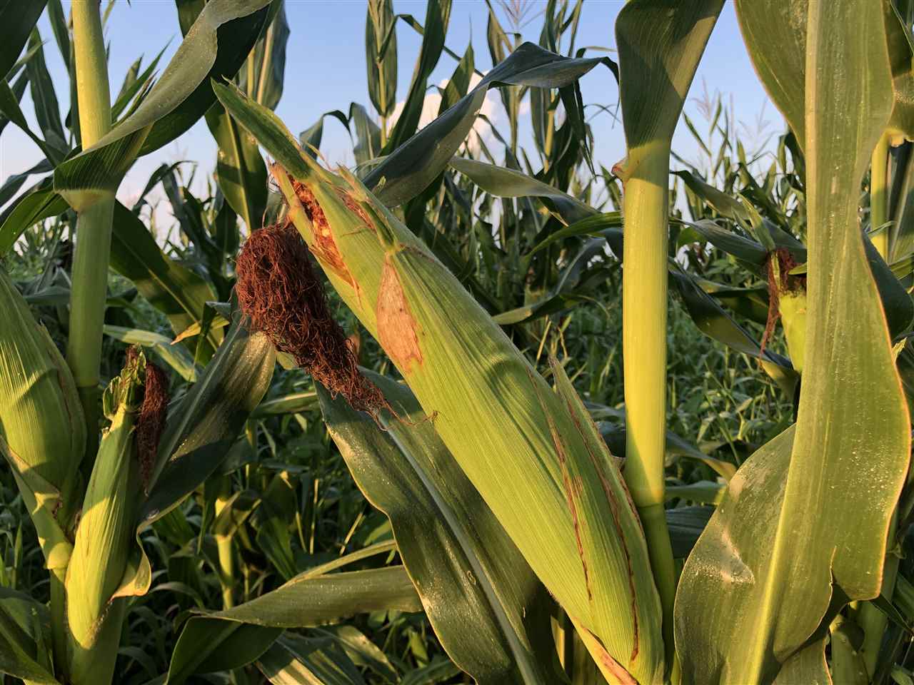 McCrory - Farm