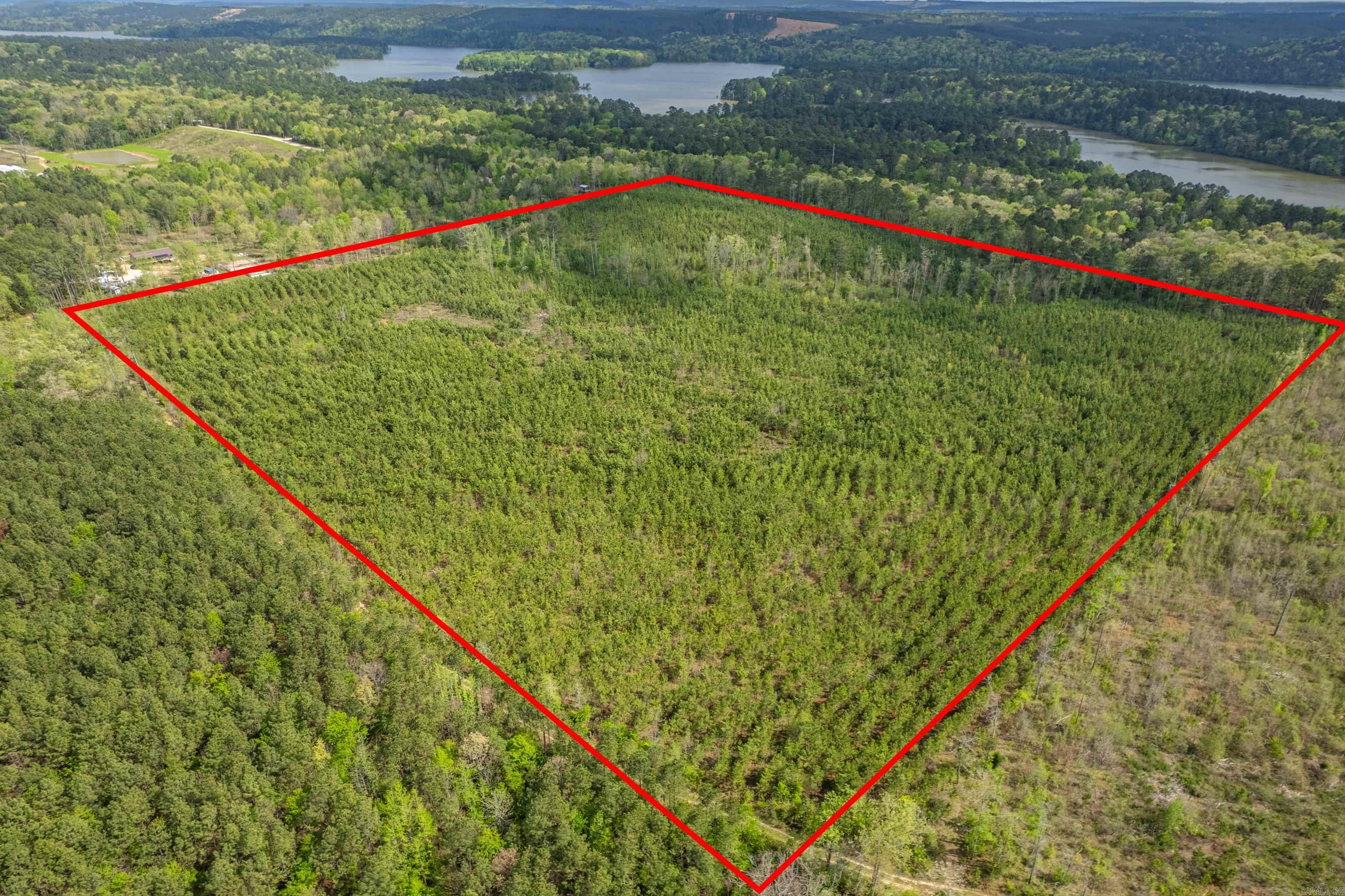 If you are look for an investment property and a piece of hunting ground to call your own this one is it.  Watch your Pine timber grow as you enjoy the property.  This 40 acres was replanted 5+ years ago and has a great stand of timber.  One of the best features of the property is that you join Lake Degray Corp. land.  So you have access to this property to hunt and explore.