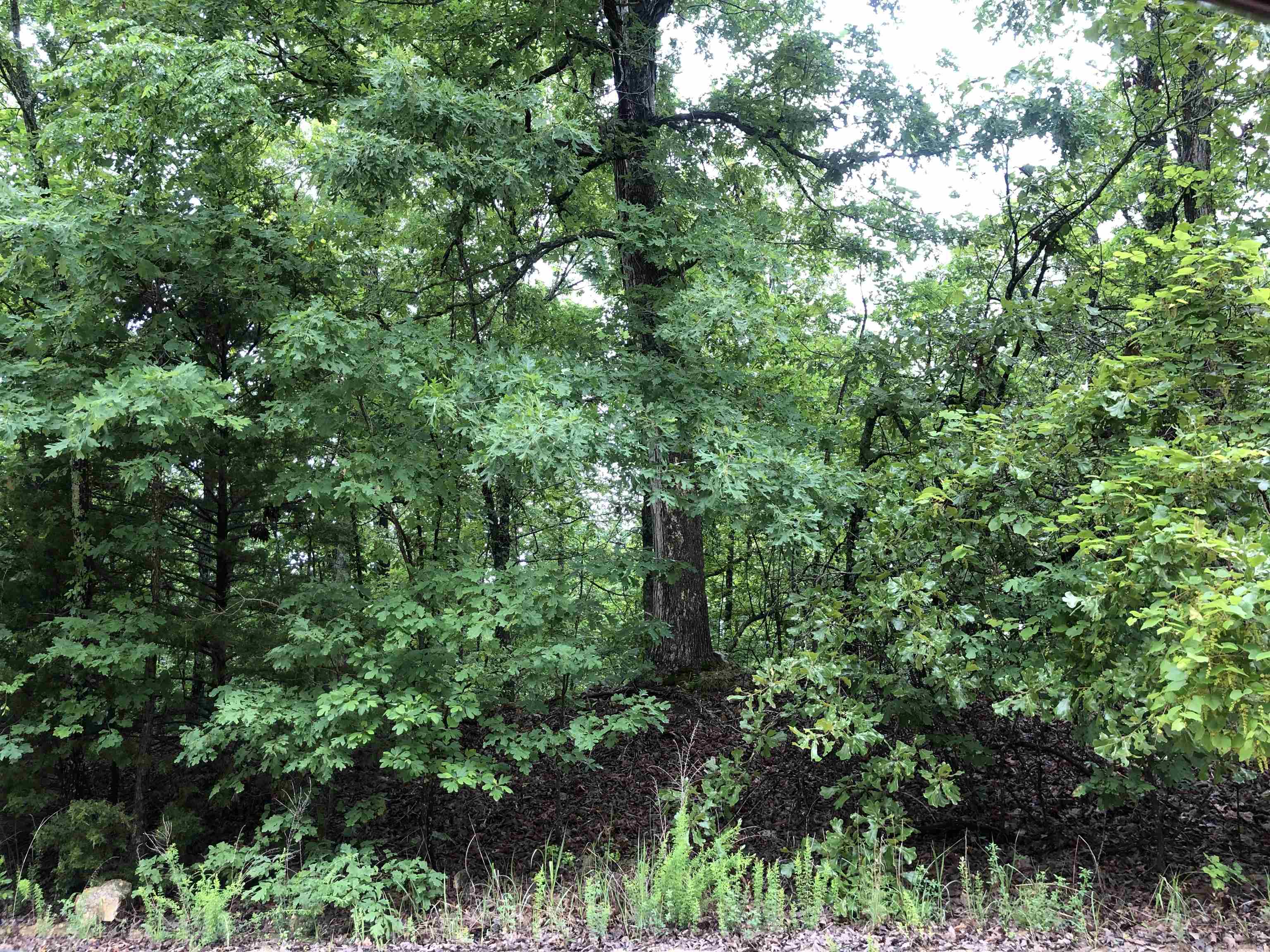 Beautiful wooded lot surrounded by nature.  Could be the perfect place to build your home.  Water and electric nearby.