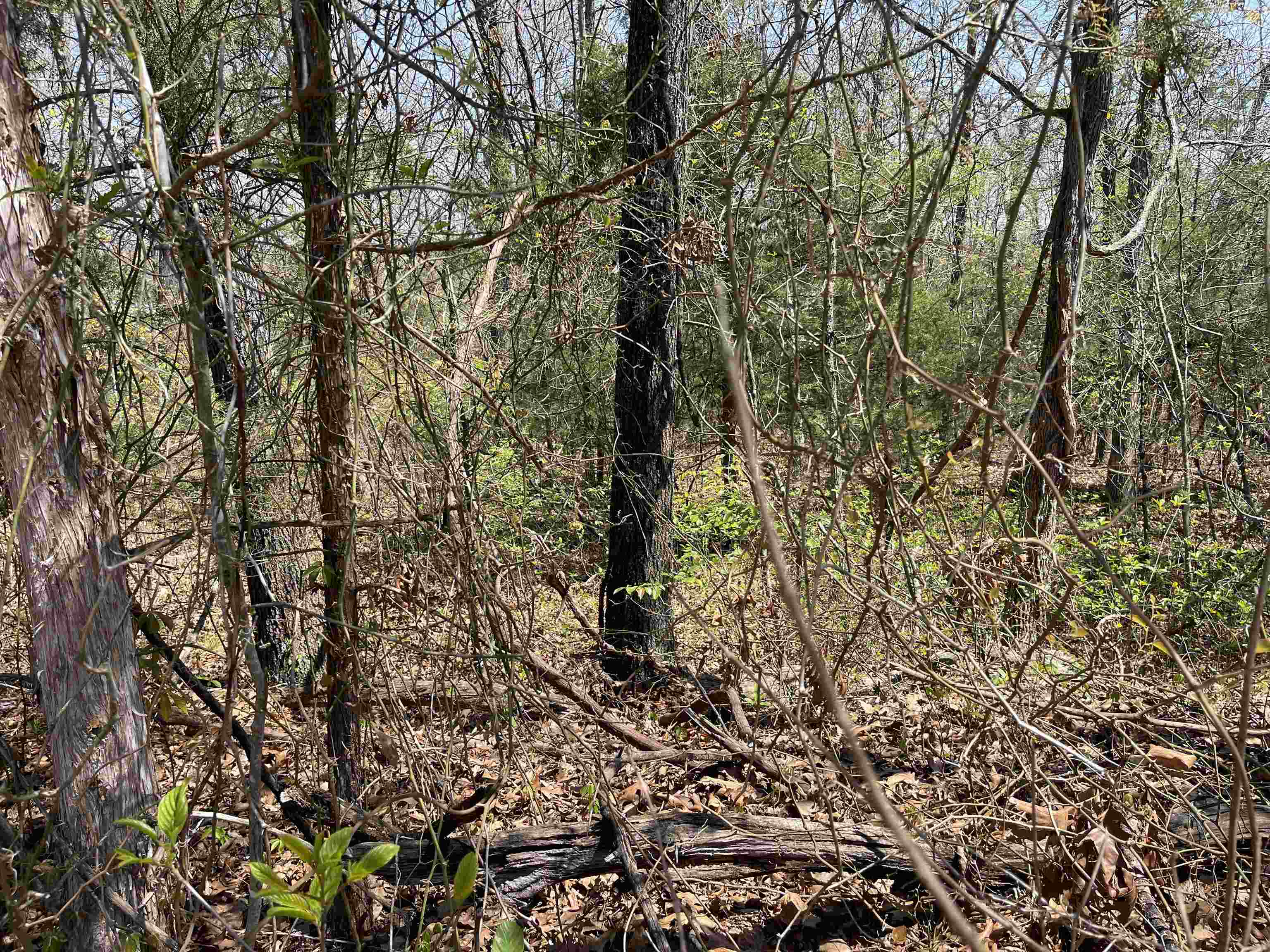 Looking for a nice quiet area to build your new home? Check out this flat, level lot. Must have a state approved perc test prior to building.