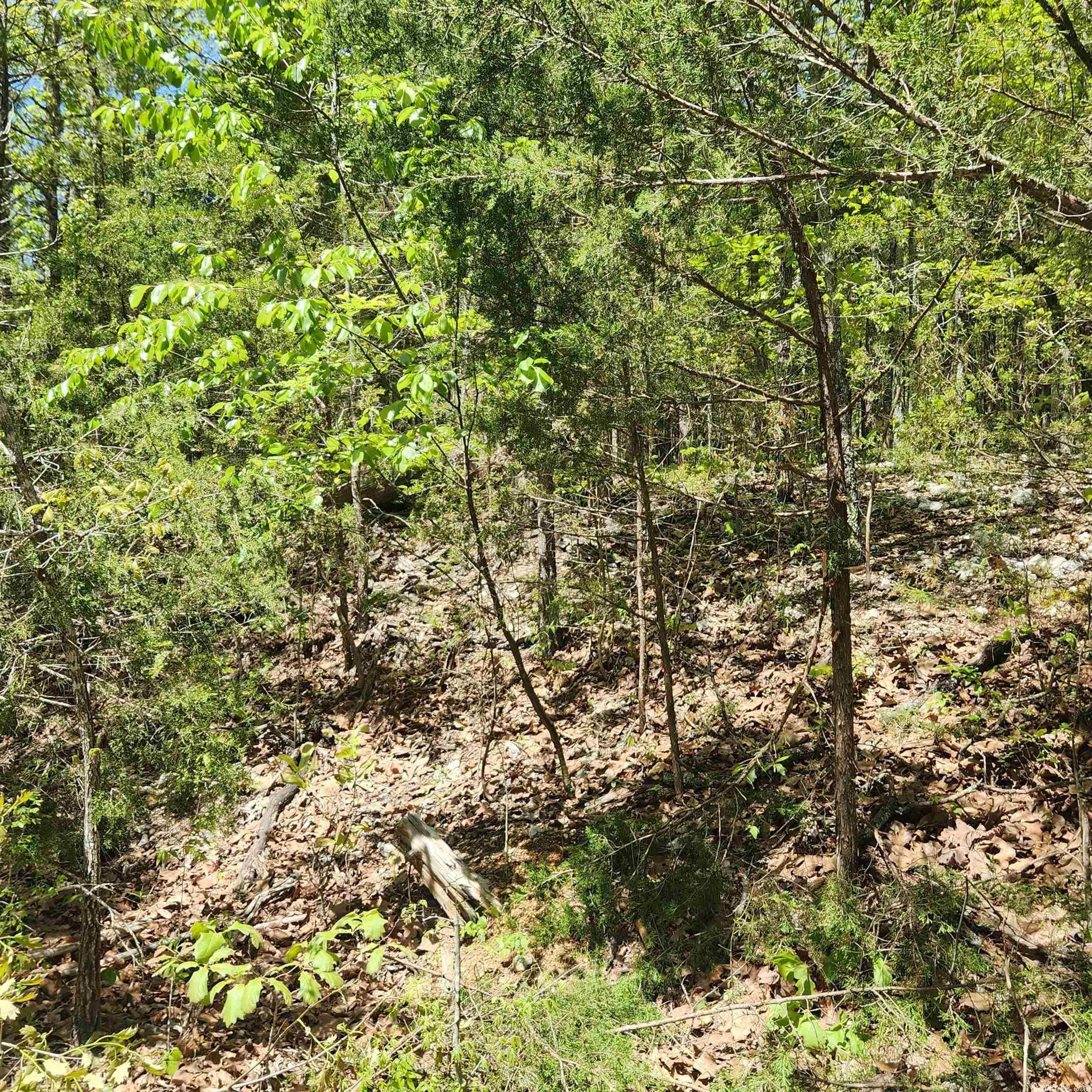 Minnetree - Land