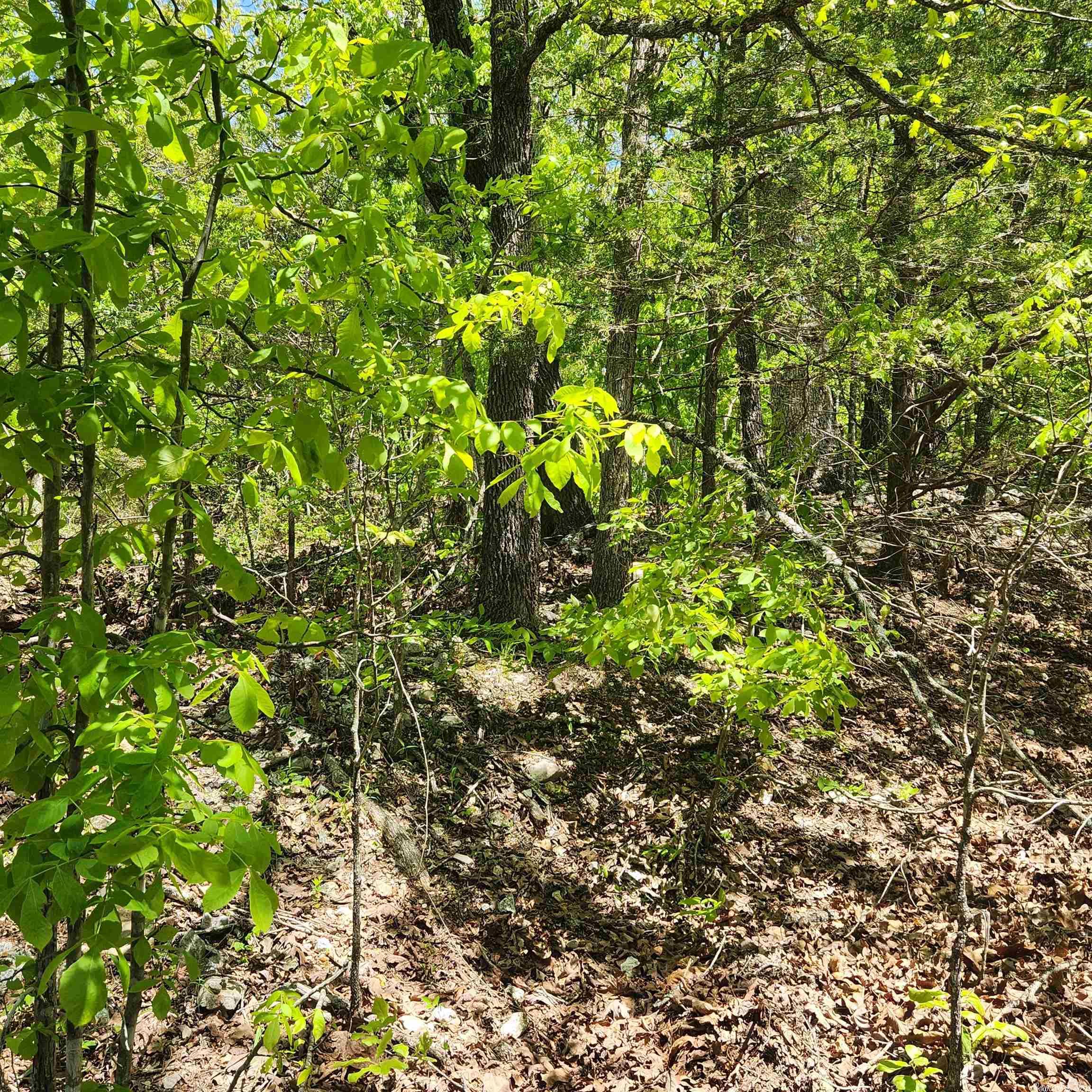 Minnetree - Land