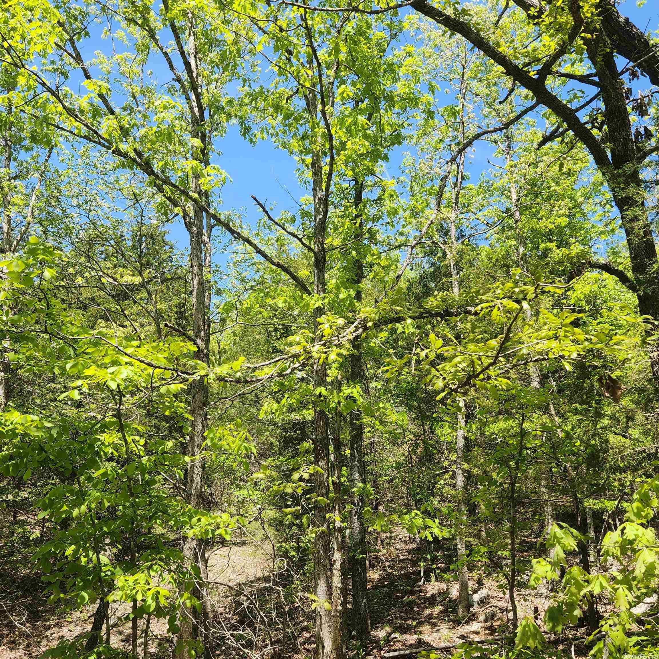Minnetree - Land