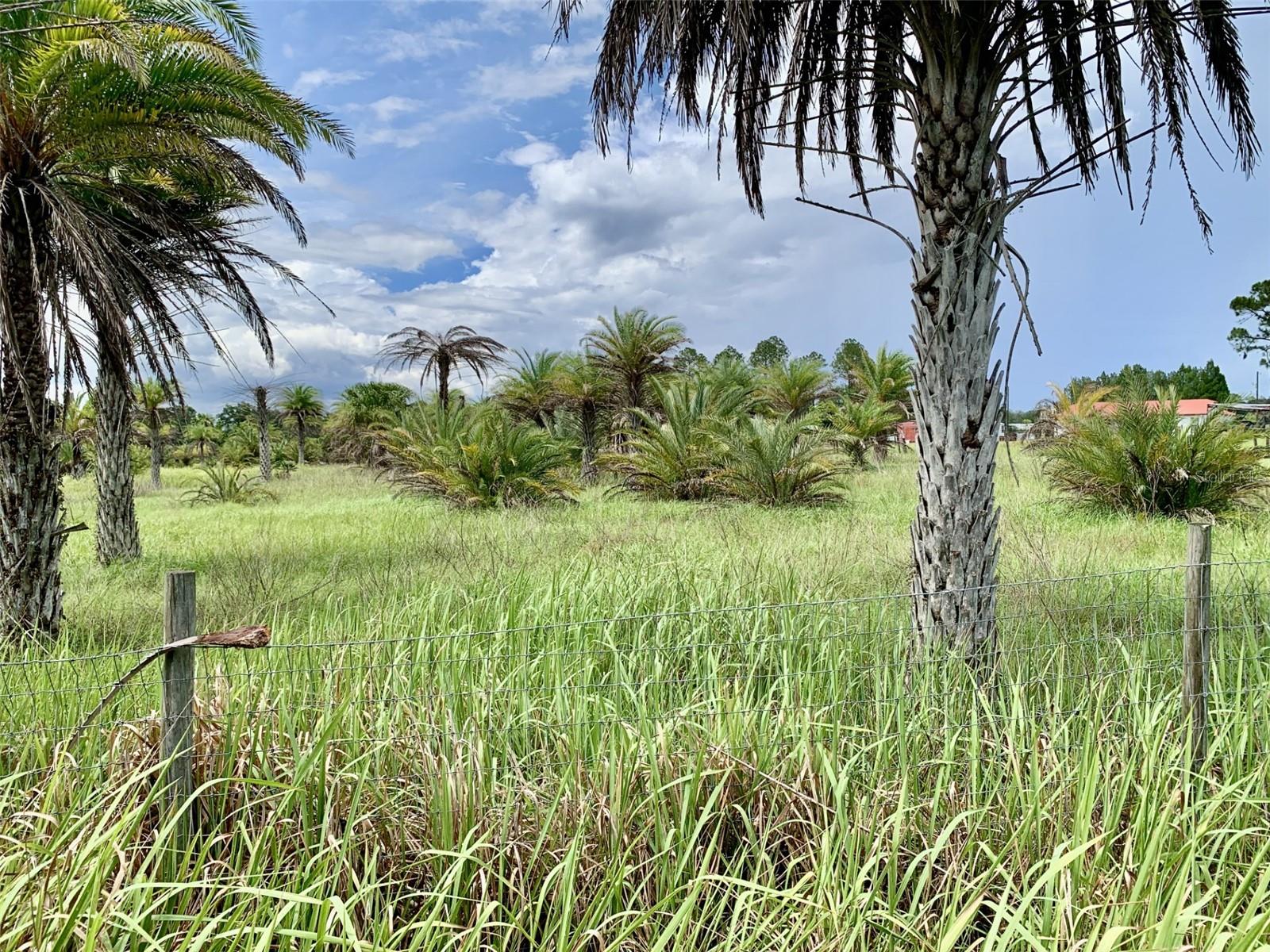 Just under 4 acres of vacant land with remnants of palm tree farm. Opportunity knocks!! For the entrepreneur, sell the palm trees. Most are the quite valuable Sylvester Palms. Or, rearrange the palms and build your dream oasis home. High and dry. Over 200' above sea level. An absolute must see!! Owner is open to owner financing. Call today!!