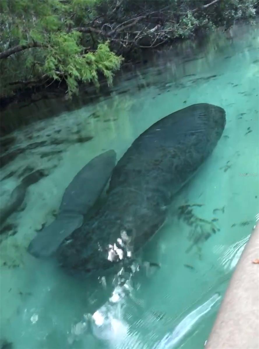 WEEKI WACHEE GARDENS - Residential