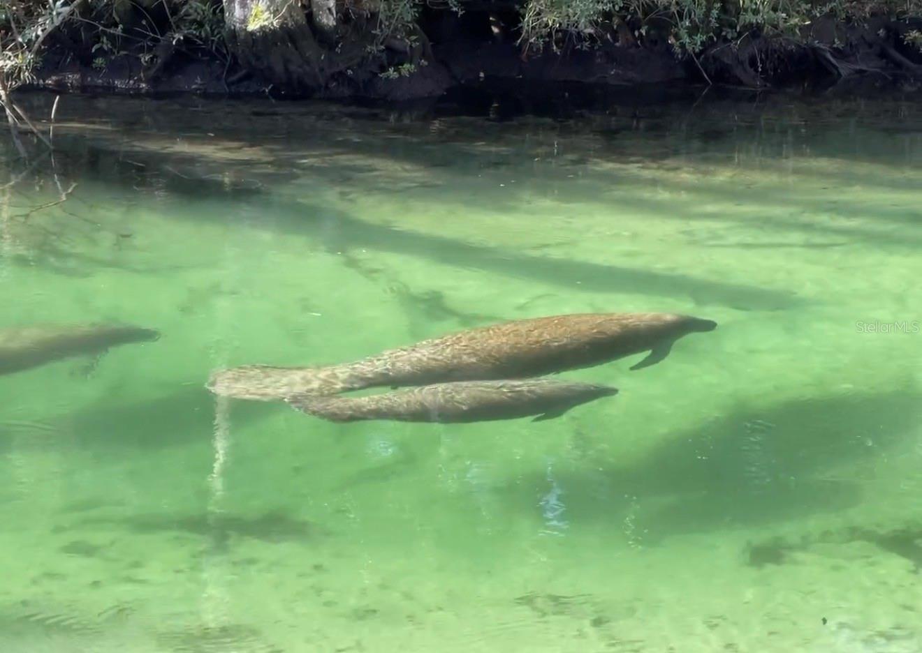 WEEKI WACHEE GARDENS - Residential