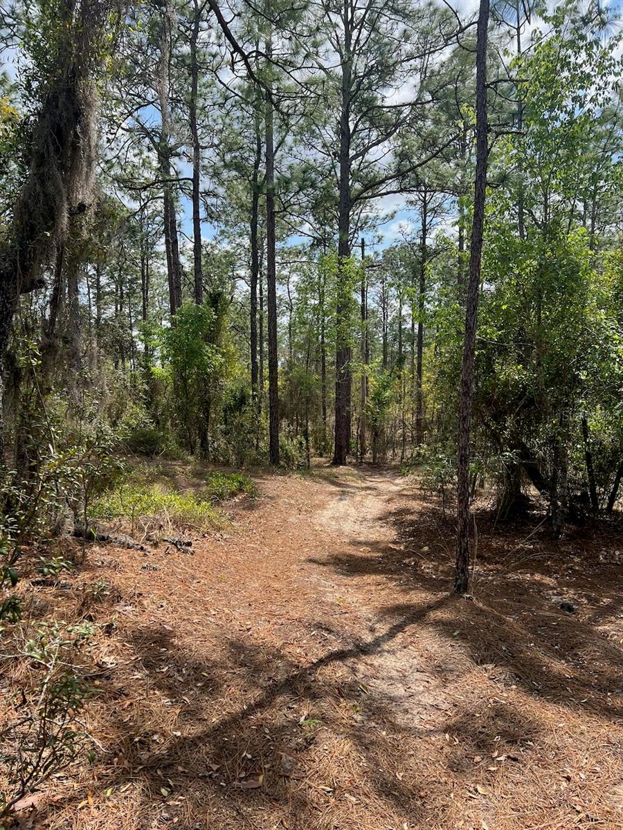 Escape to a quieter way of life on 11+ acres of beautifully wooded, uniquely rolling land in the heart of Levy County. Located just south of Williston and right off State Road 121, this rare property offers the perfect blend of privacy, natural beauty, and accessibility—all on a paved road.

Ideal for those seeking the property with no association rules or fees, this perfect spot of rural paradise is ready for your vision—whether that includes livestock, horses, private riding trails, or simply space to roam and unwind. The gently hilly terrain sets it apart from typical flat Florida parcels, creating character, scenic views, and an excellent potential homesite.

Outdoor enthusiasts and will love the proximity to Goethe State Forest, known for its extensive equestrian trail system. Spend your days exploring nearby Gulf waters with world-class fishing in Cedar Key or along the pristine Waccasassa Bay. You’re also surrounded by North Florida’s famous freshwater springs and just a short drive from the crystal-clear waters of Crystal River as well as Rainbow Springs in Dunnellon.

For equestrians, along with the Goethe trails, this location is hard to beat—approximately 30 minutes to HITS Ocala and about 45 minutes to the renowned World Equestrian Center in Ocala.

Whether you're looking to build a homestead, create a private retreat, or invest in a piece of Florida’s natural beauty, this property offers endless possibilities in a truly special setting. Take a drive out to Levy County today and check out this amazing property!!