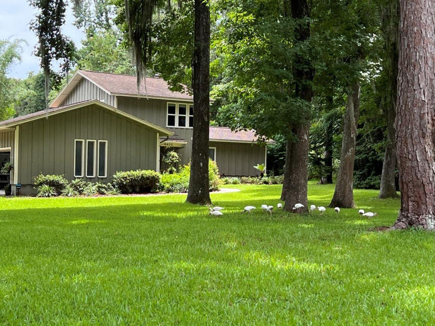 This exquisite mid-century modern custom home features a layout comprising four bedrooms and two and a half baths, nestled within the highly desirable Buckingham West neighborhood on a spacious ¾-acre lot. Conveniently located just minutes from shopping, dining, and all of Gainesville's amenities—including theaters, hospitals, and the University of Florida—this property offers both accessibility and tranquility.

Set deep within the lot, the home is surrounded by lush trees in the front yard, ensuring enhanced privacy and remarkable curb appeal, while also serving as a sanctuary for local birdlife. The surrounding gardens create an enchanting oasis, showcasing a rich tapestry of mature rose and flower gardens, tropical foliage, woodlands, bamboo, manicured lawns, and fluttering butterflies.

Upon entering, abundant natural light fills the space, highlighting a gourmet kitchen adorned with maple cabinetry, granite countertops, and stainless steel appliances. This kitchen seamlessly connects to the formal dining and living areas, which boast nearly full-height windows that frame views of the decks, gardens, and surrounding landscape.

The cozy and private master suite, located on the main floor for added convenience, opens to a serene patio and features a modern bathroom and a spacious walk-in closet, ensuring a peaceful retreat away from the three additional bedrooms. The upstairs bedrooms offer beautiful views and share a full bathroom.

Well-lit outdoor living spaces invite family and friends to gather, while also providing a tranquil setting for evening meditation. The main floor windows are equipped with automatic shades that can be effortlessly operated with the push of a button. AVAILABLE NOW.