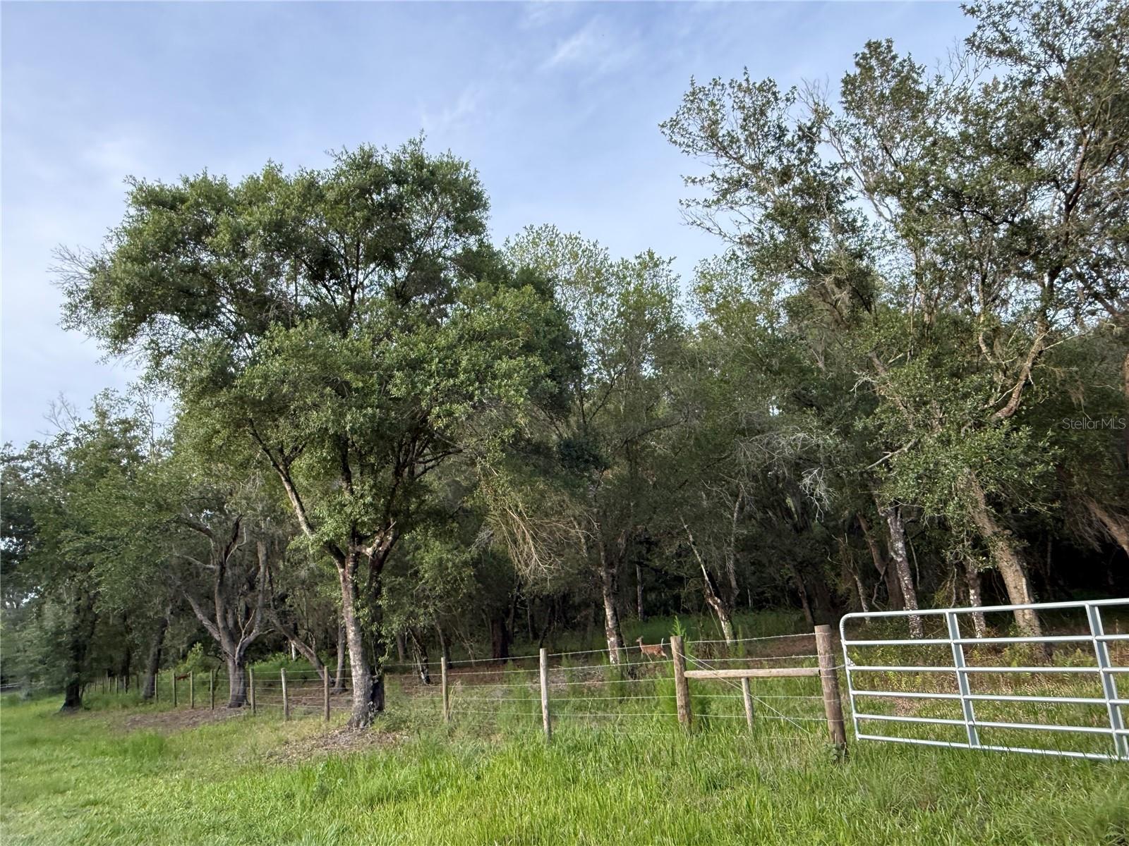 Almost 5 acres of beautiful, fenced land featuring mature oak trees and a gated entrance in one of DeSoto County’s most desirable neighborhoods. Enjoy the privacy and natural beauty of this wooded property, where deer and other wildlife are frequent visitors.

Bring your ATVs, side-by-sides, and outdoor toys to explore and enjoy the peaceful surroundings. With plenty of room to build your dream home, create a mini-farm, or simply enjoy country living, this property offers endless possibilities.