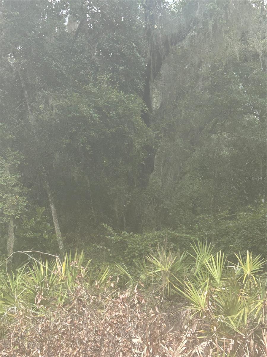 MOSS BLUFF RDG - Land