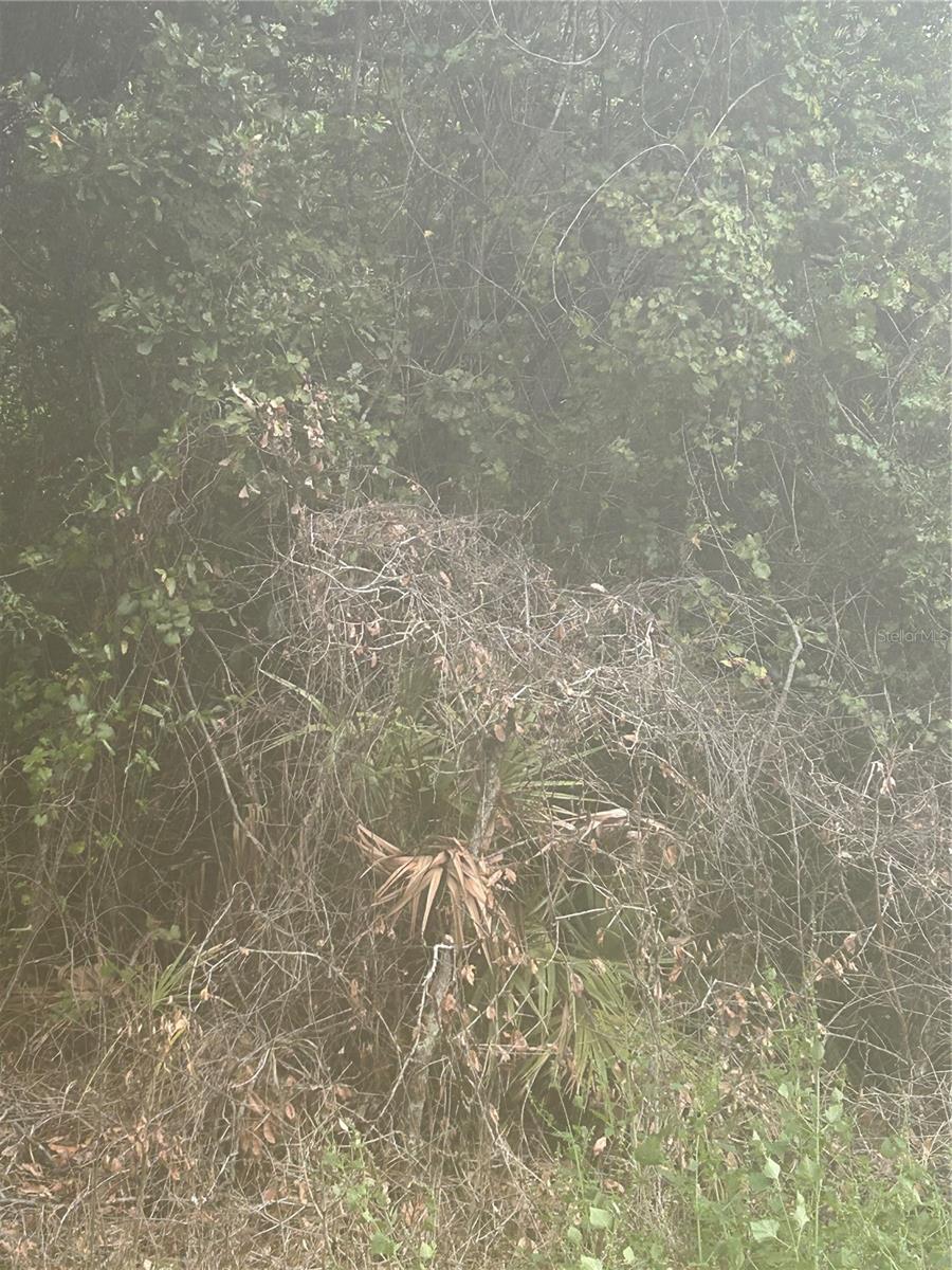 MOSS BLUFF RDG - Land