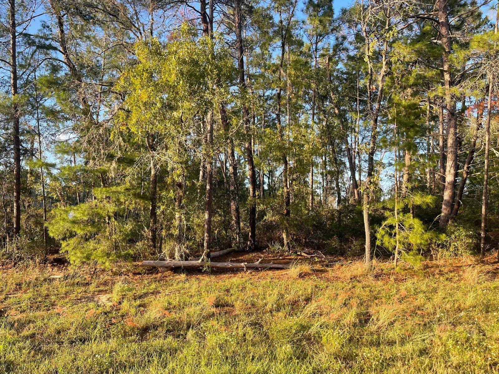 MARION OAKS - Land