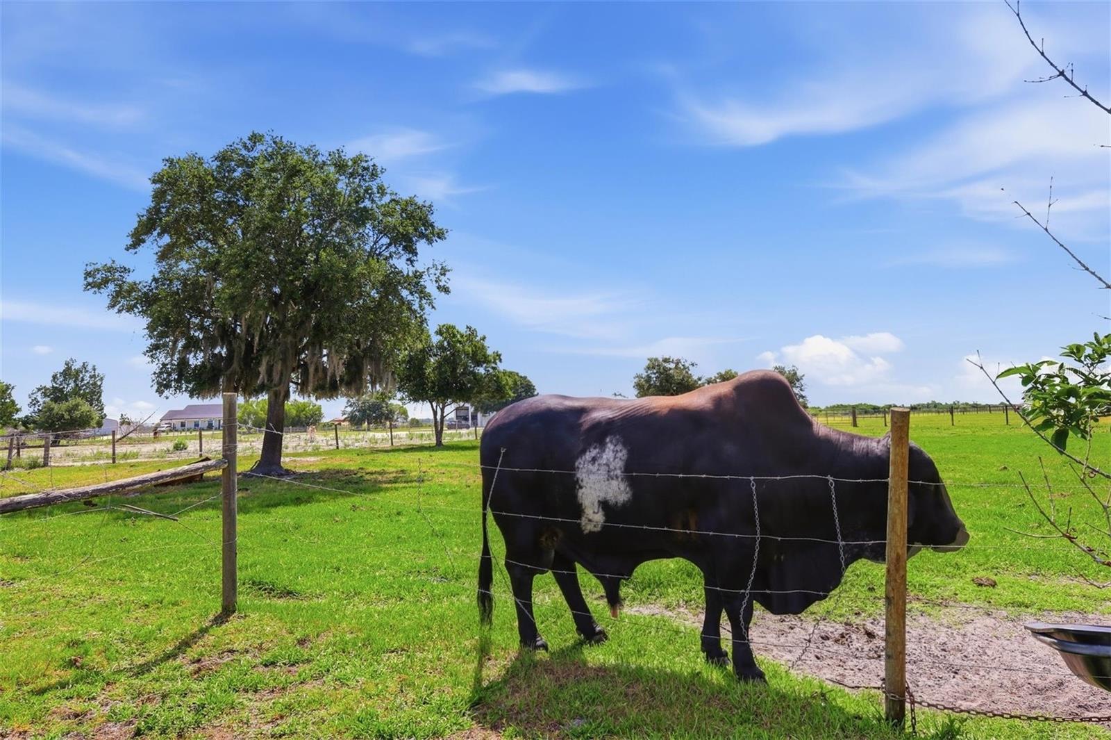 MYAKKA CITY AREA - Residential