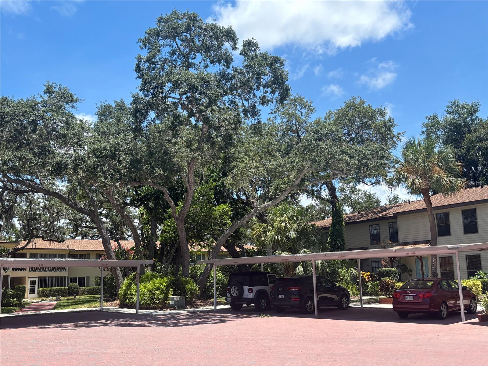HARBOUR OAKS OF DUNEDIN CONDO - Residential