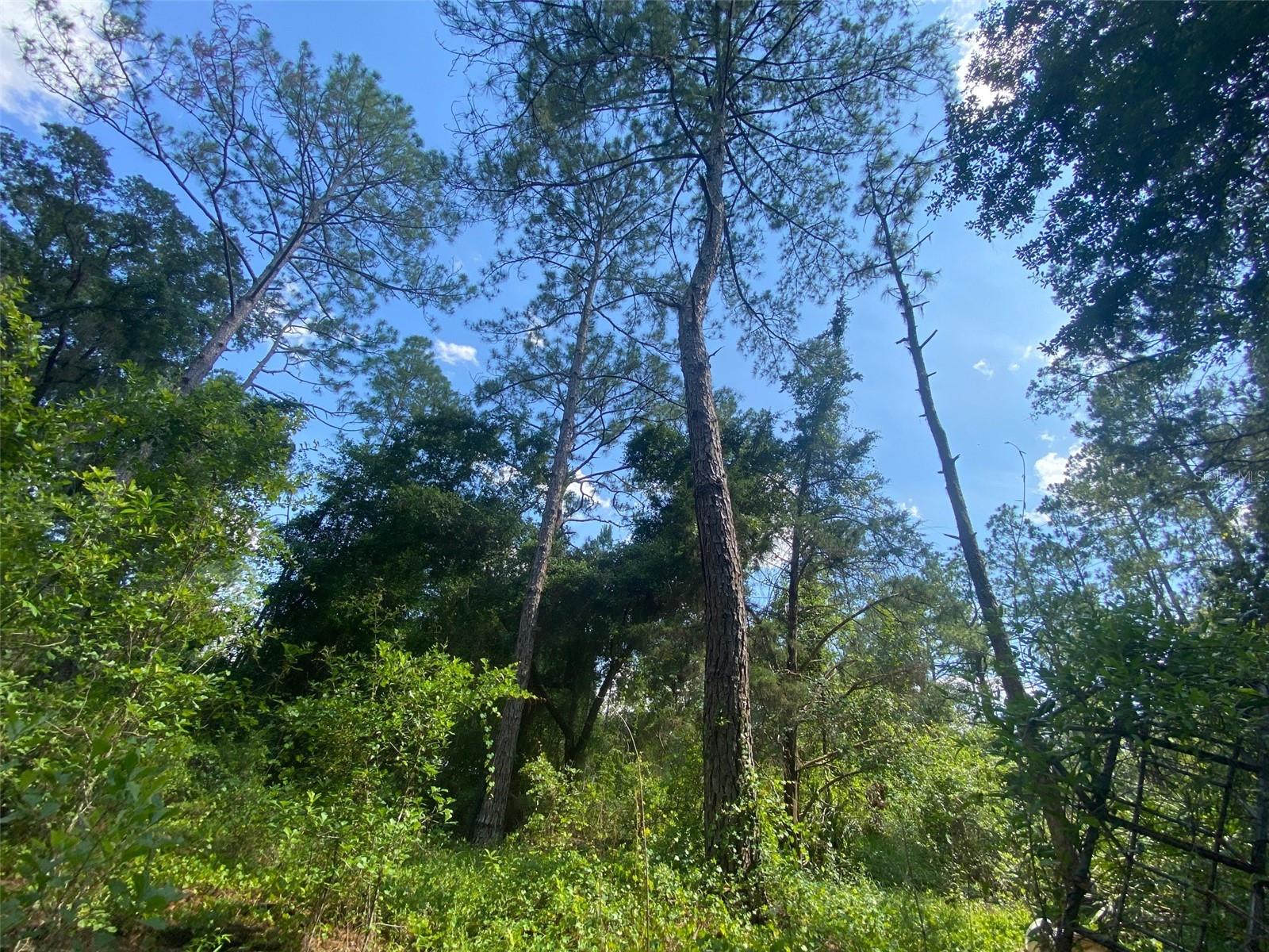 BLACKSINK CAMPSITES - Land