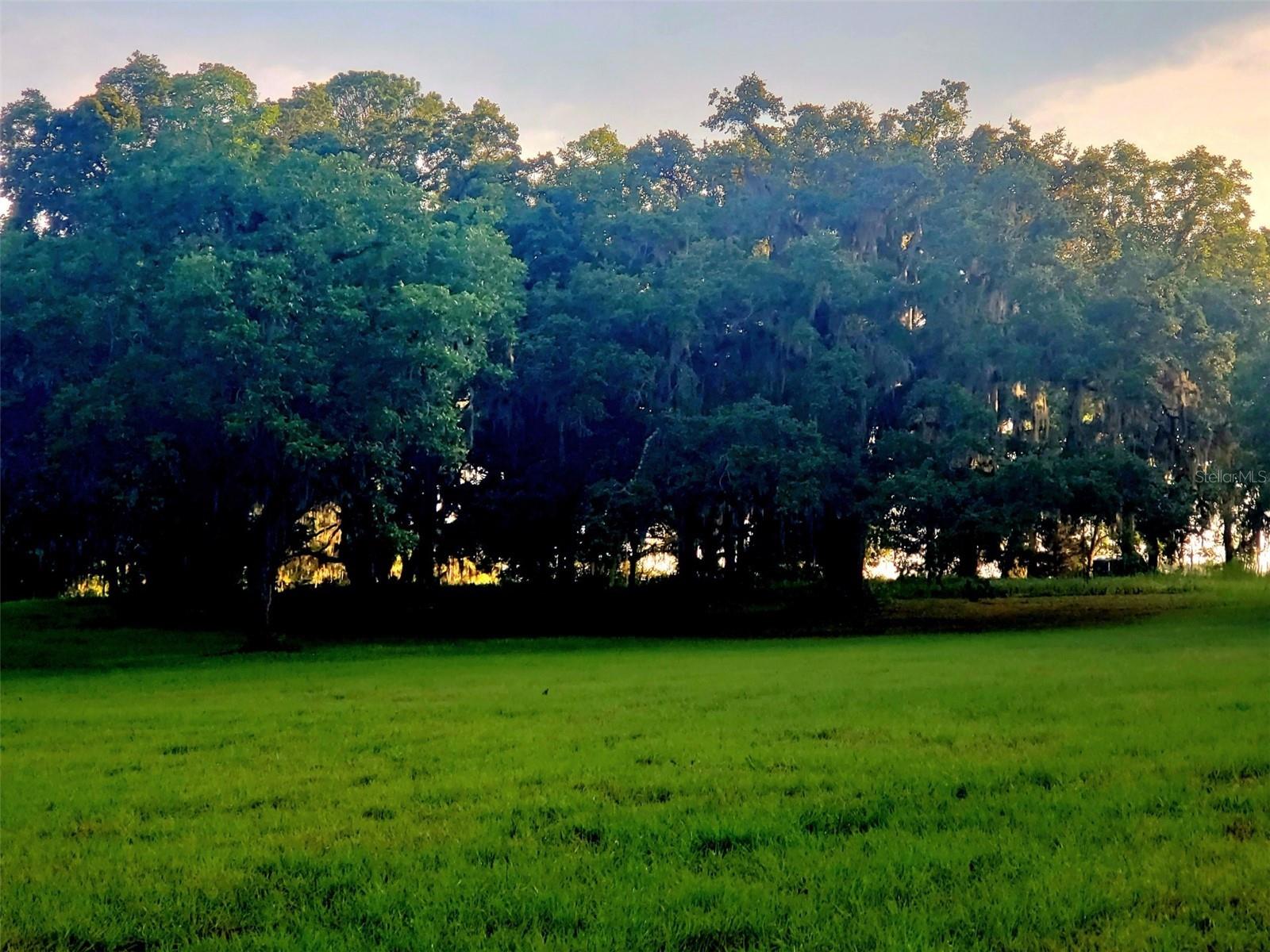 49.51 +/- Acres located just 10 miles from World Equestrian Center located in Phase 2 of Estates of Cotton Plant.    This parcel is currently platted for 3 parcels.   These are draped with Granddaddy Oaks and gently rolling grounds making it the perfect location for your dream farm or home.   Estates of Cotton is a deed restricted equine friendly neighborhood.   Minimum square footage for a residence is 2,800 square feet of living area.   Horses and cattle are allowed.  Property is fenced with 4-board fencing.