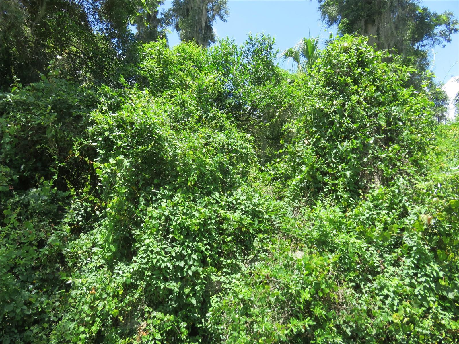 Good buildable lot, level and only 150' from paved road.  Approximately 9 blocks South of Hwy 484, using SE 145th St. headed West you catch Hwy 484 at I-75 or East on SE 145th St. to US 301 and US Hwy 441 so a short distance to The Villages and to Ocala.  Lower  taxes because on dirt road, does not flood and not heavily treed.  Build your new dream house or builders can put a spec on this lot.  So much potential and convenience to everywhere,  Investors have been trying to steal this lot from me but seller knows its value. There are other homes around this area and this lot is waiting for you, so don't wait.  Got to site and buy.