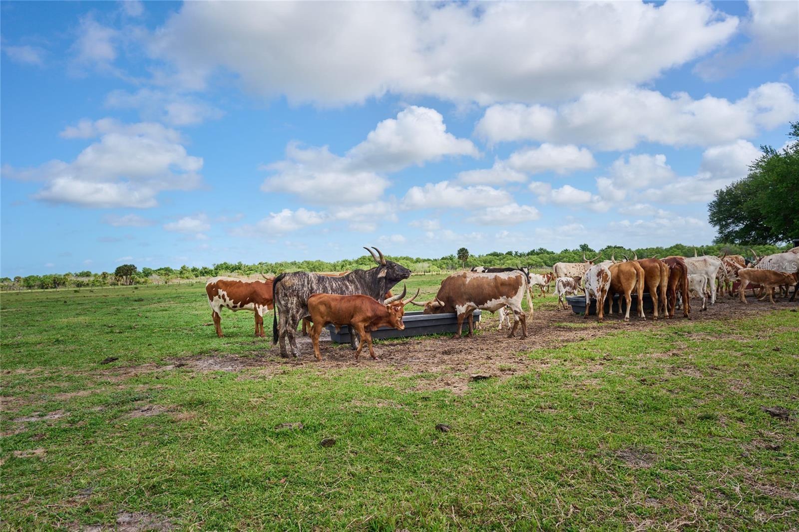 OUTDOOR RESORTS RIVER RANCH RV RESORT PH 02 - Land