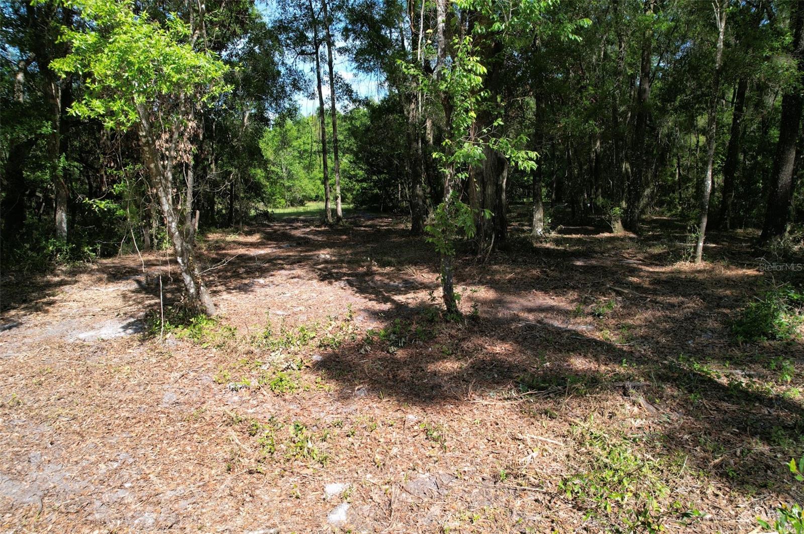 6.2 acres, just off the paved main road.  NO flood zone to worry about here. This listing is for two parcels of land together that are 5.2 acres and 1 acre for a total of 6.2 acres.  If you are going to develop the property, it would need to be on the larger parcel that has the road access of course.  Owner has a survey of the properties already completed, so this should save you an additional $1,200 or so.   The properties being sold are Levy County parcel IDs: 0420100400 & 042010020A. GPS coordinates to center of property: 29.417364, -82.499711. Enter coordinates into Google or Apple Maps for directions to the property.       The property line starts near the end of the block where the road curves, as shown in the photos. If you don't care to copy and paste the GPS coordinates for driving directions, the street address of the house across the street is 5850 NE 164TH TER WILLISTON, FL 32696. Near the front entrance of the property, a small area was recently cleared out of brush for you as well.