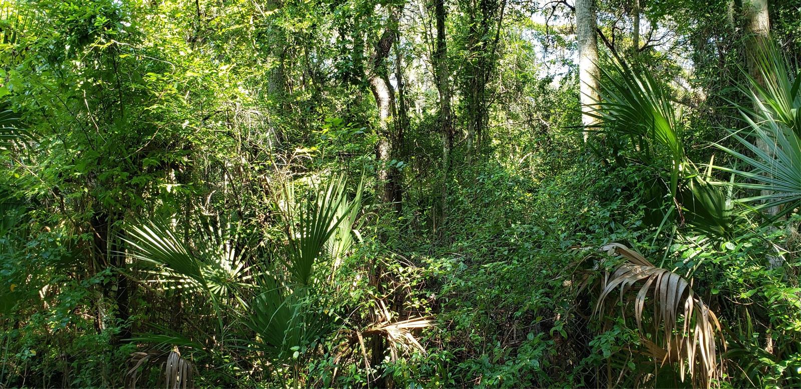 What a great location! 2.5 Acres in the sought after Corbin Park area. Existing homes on large lots, no overcrowding here! Plenty of room for your dream house and work shop! Create your own picture of Florida living. Feels like the country, but literally minutes to shopping, 95, the river, and the beach. Beautiful mature oaks abound on this lot! All information is thought to be reliable, but not guaranteed accurate.   Seller does not have any surveys or environmental studies available so Buyer should do their own due diligence.; Cleared: No