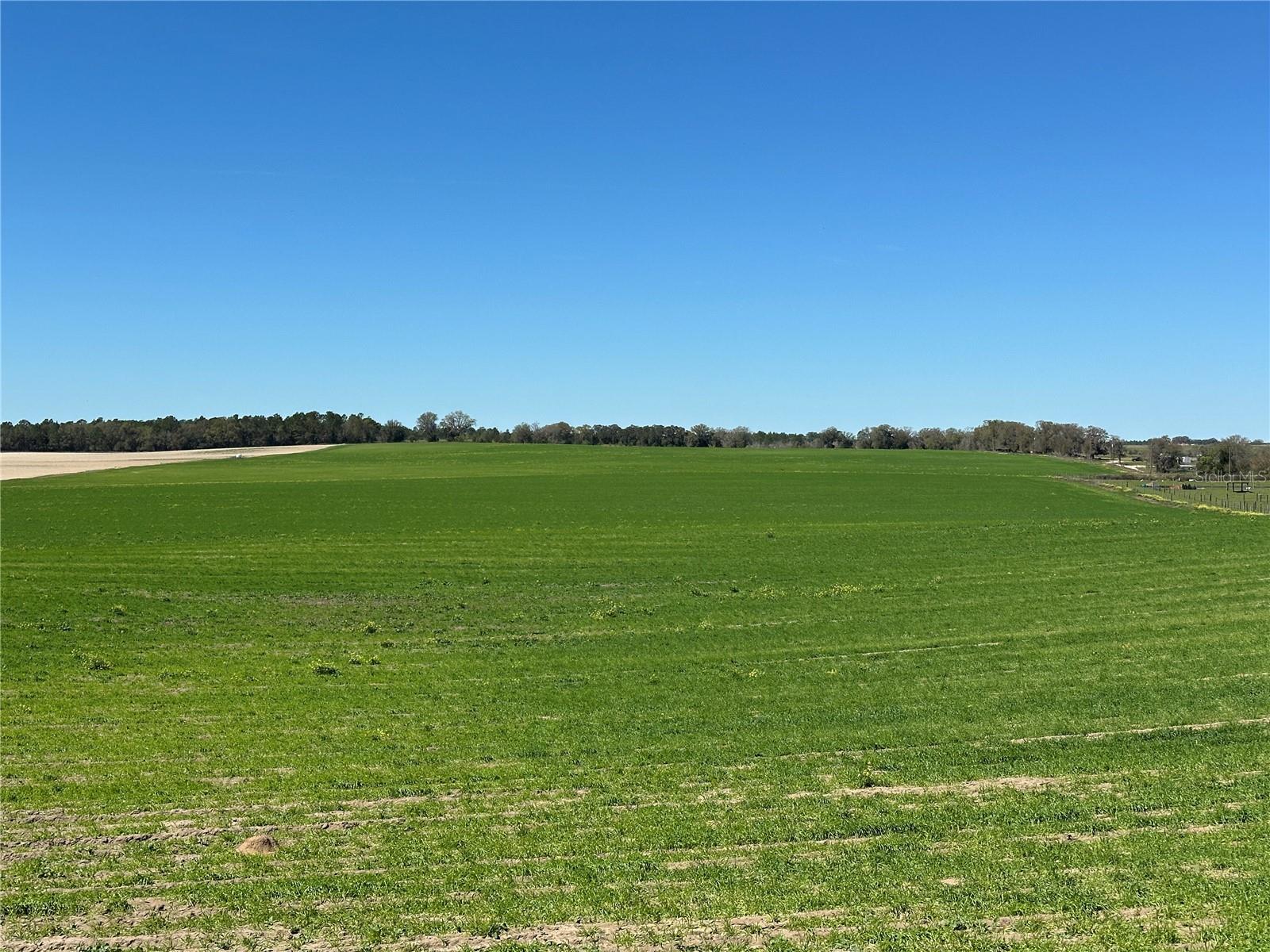Seller Motivated!!! Discover the perfect canvas for your agricultural or development dreams on this expansive 190-acre parcel in Marion County. Zoned A1 with no deed restrictions, this property offers unmatched freedom to create your ideal vision. Currently planted with lush rye grass and previously used for peanut crops, the fertile soil makes it an excellent choice for continued farming, livestock, or equestrian use.
Prime Agricultural Land -Zoned A1 Agriculture-Grazing Land Class IV / 1/30ACRE PLUS 4/40ACRE PARCELS (17253-002-00,17246-002-00,17246-001-00,17246-000-00 and 17252-002-000)

With easy access, this land is well-suited for a variety of purposes, whether you want to establish a working farm, build a rural retreat, or invest in future development. The opportunities here are limitless—seize your chance to own a piece of Florida’s rich agricultural landscape!