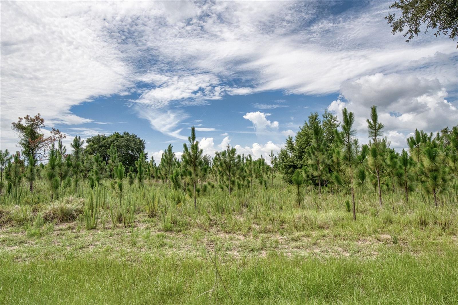 CLERMONT REGENCY HILLS PH 02 LT 59 PB 49 - Residential