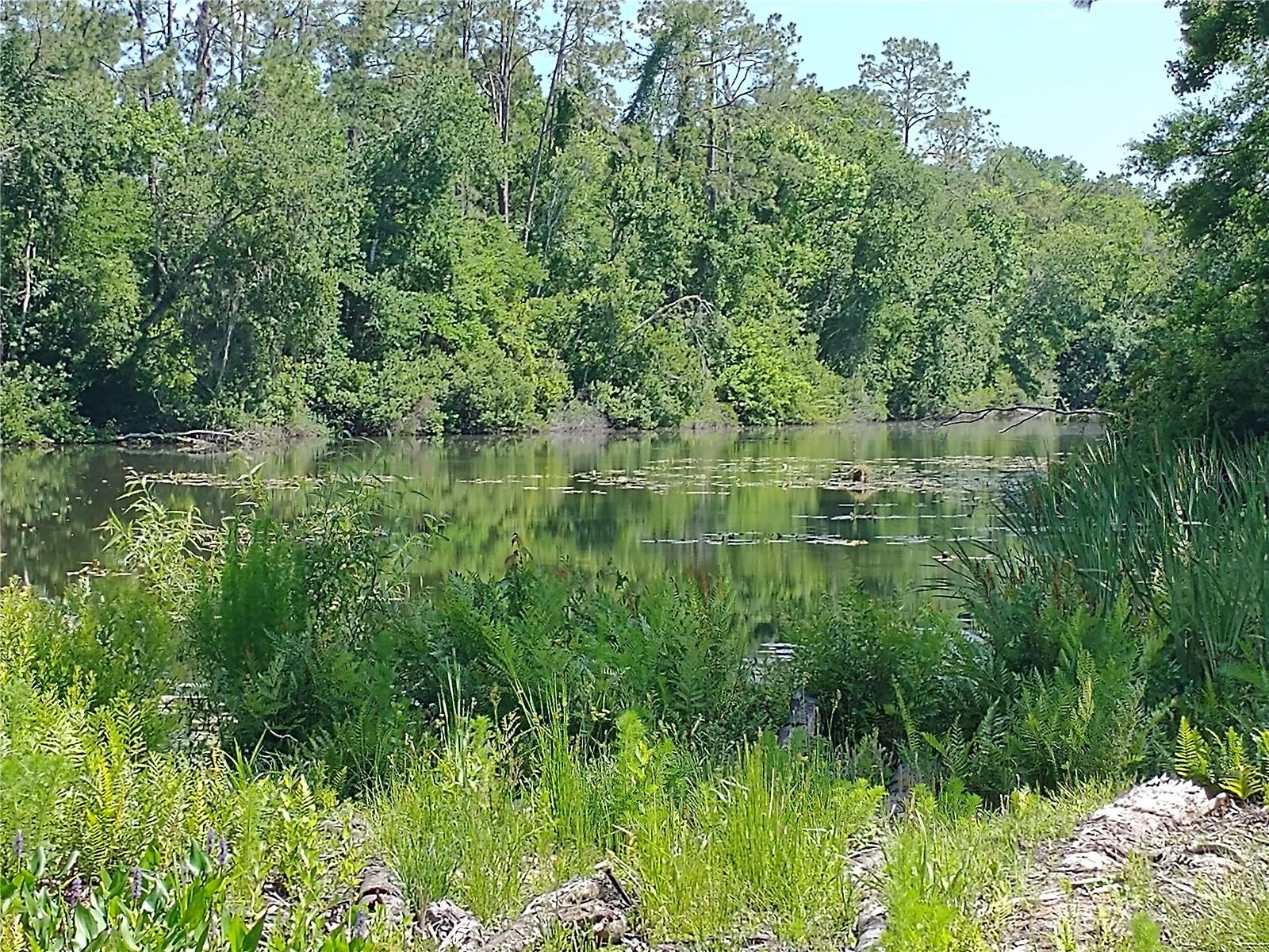 LAKE PADGETT PINES - Land