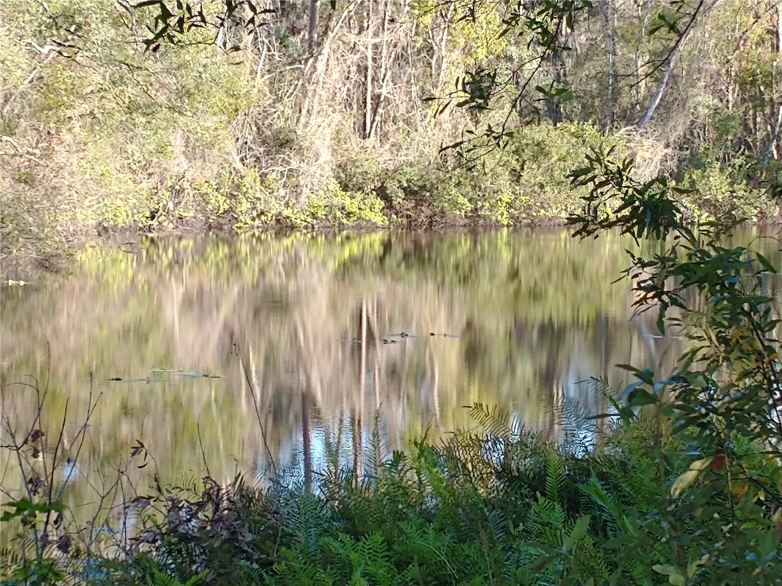 LAKE PADGETT PINES - Land