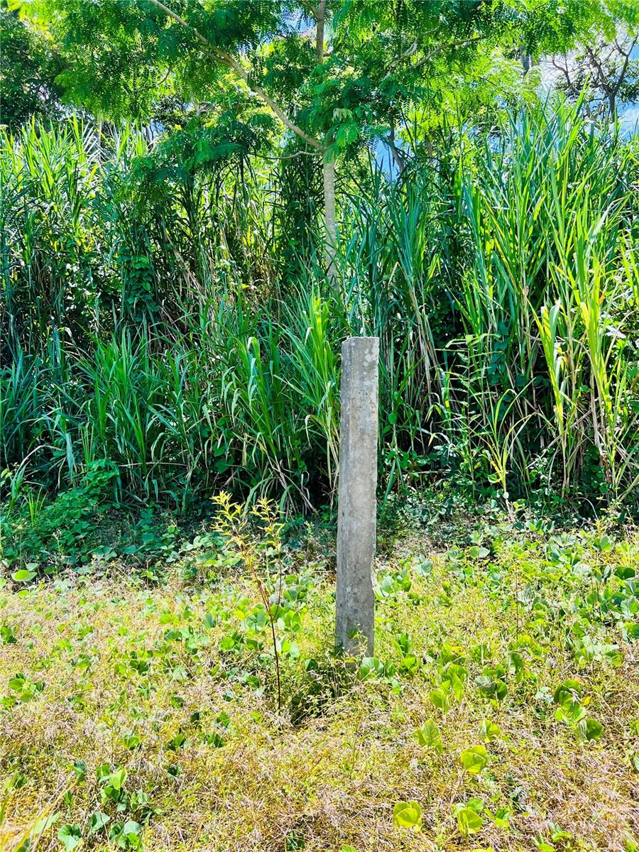 BO: CANOVANILLAS - Land