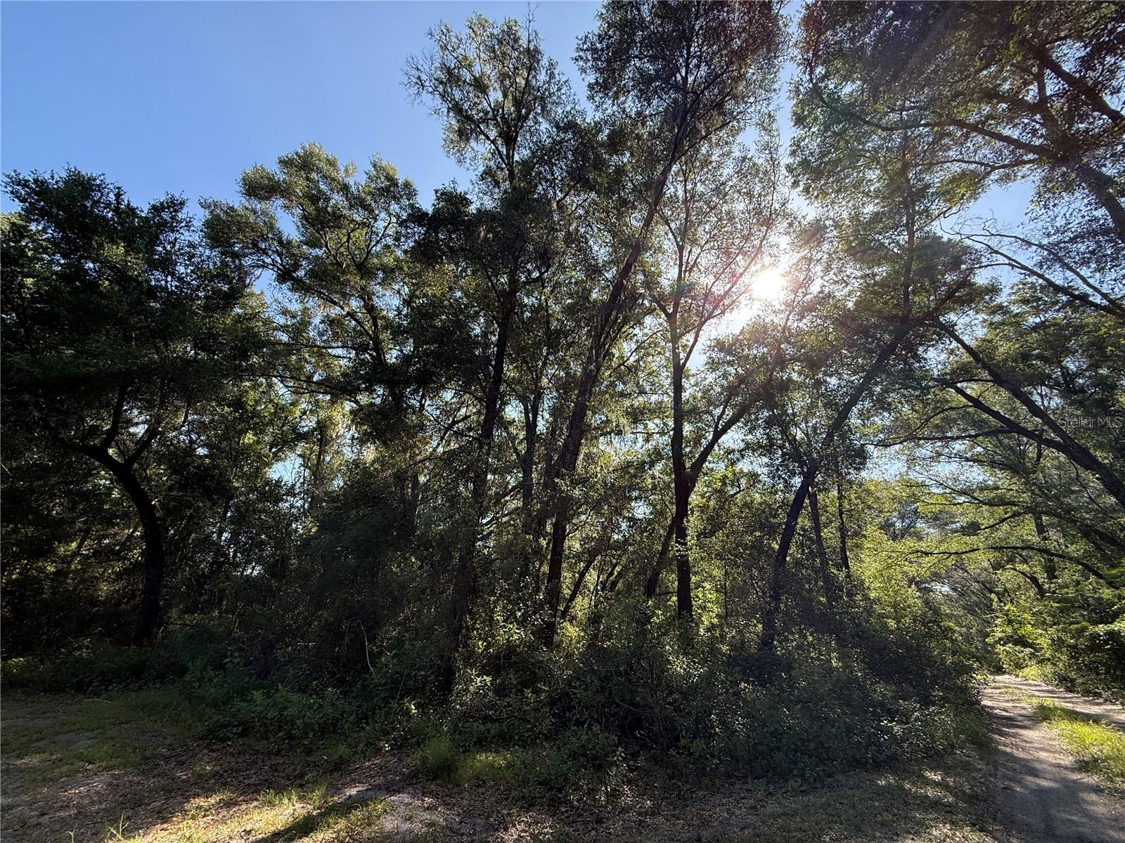 This high-and-dry lot in Belleview Heights Estates is ready for your dream home. Sitting next door to an established residence and less than a mile from Hwy 484, the property offers easy access to major routes including I-75, US 301, and US 441... plus it has the added bonus of lower property taxes due to its quiet dirt road setting. The location is hard to beat. Tucked between Ocala and The Villages, you're just minutes from Downtown Belleview, Lake Lillian, the Santos Trails, Florida Horse Park, and Gypsy Gold Horse Farm. Ocala National Forest and Silver Springs State Park are also just a short drive away, making this a perfect spot for anyone who loves the outdoors. With no HOA, you have the freedom to build exactly what you want, on your own timeline. A survey is already available, so you can hit the ground running. Orlando and Tampa are both an easy drive away, giving you big-city access without giving up the peace and quiet. Great location. No restrictions. Don't miss it!