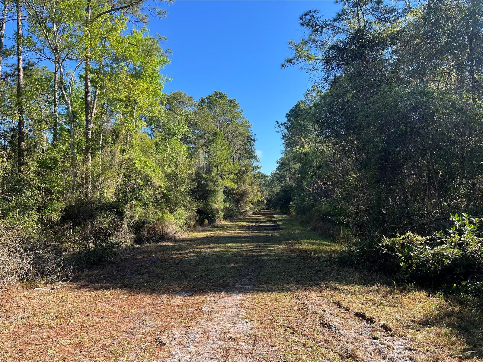 Owner financing available! Experience country living at its finest with this oversized 0.69-acre beautiful wooded lot in Georgetown. Build or bring your dream home and enjoy the St. J River Rod & Reel Club, boat ramp, and fishing pier on Lake George. Go boating and fishing on the river and lake, or take a swim in the stunning Salt Springs and Silver Glen Spring! Buyer to verify all property details including zoning, utilities, land use, and building requirements. All information deemed reliable but not guaranteed.