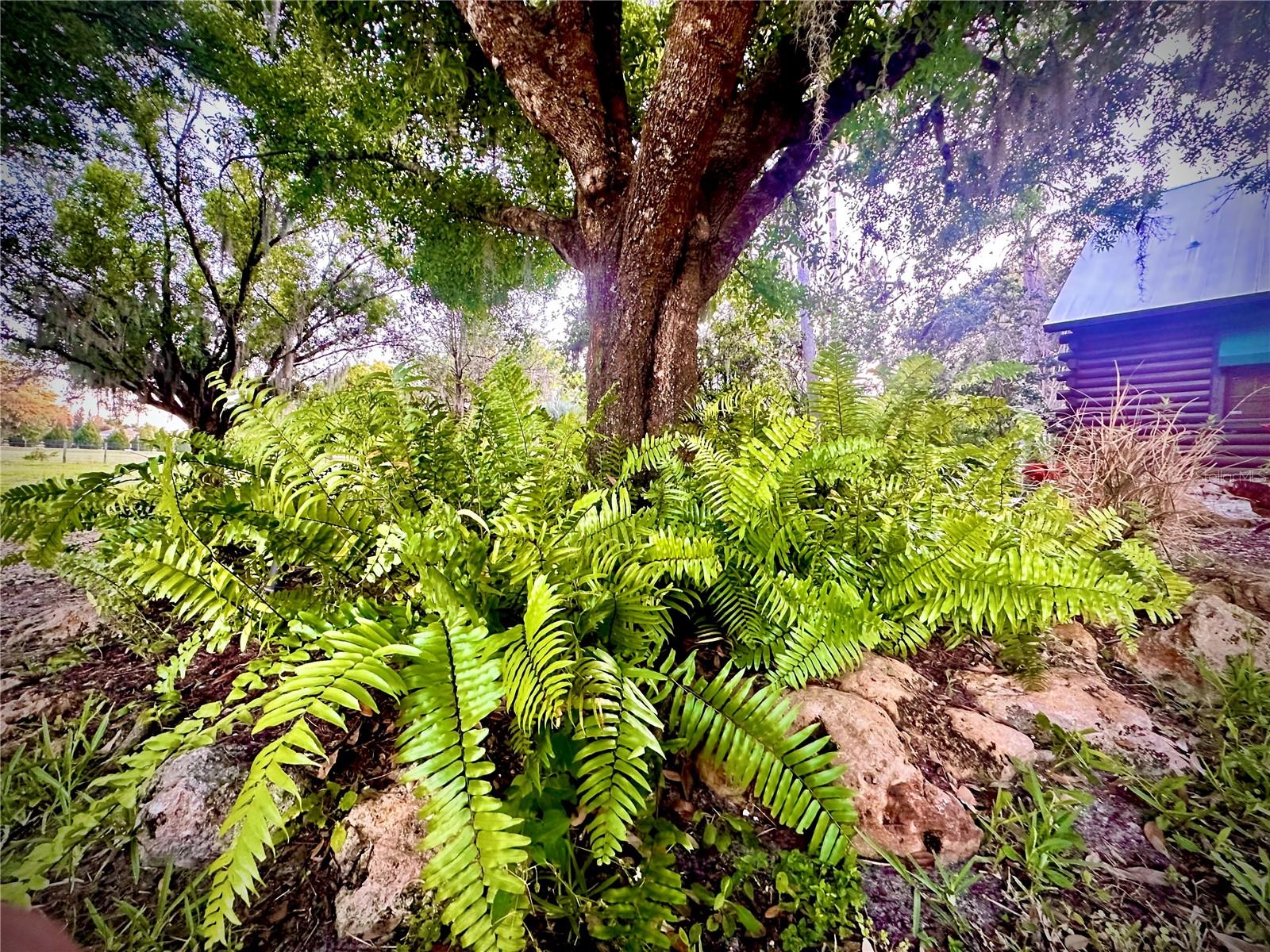 MYAKKA VALLEY RANCHES - Residential