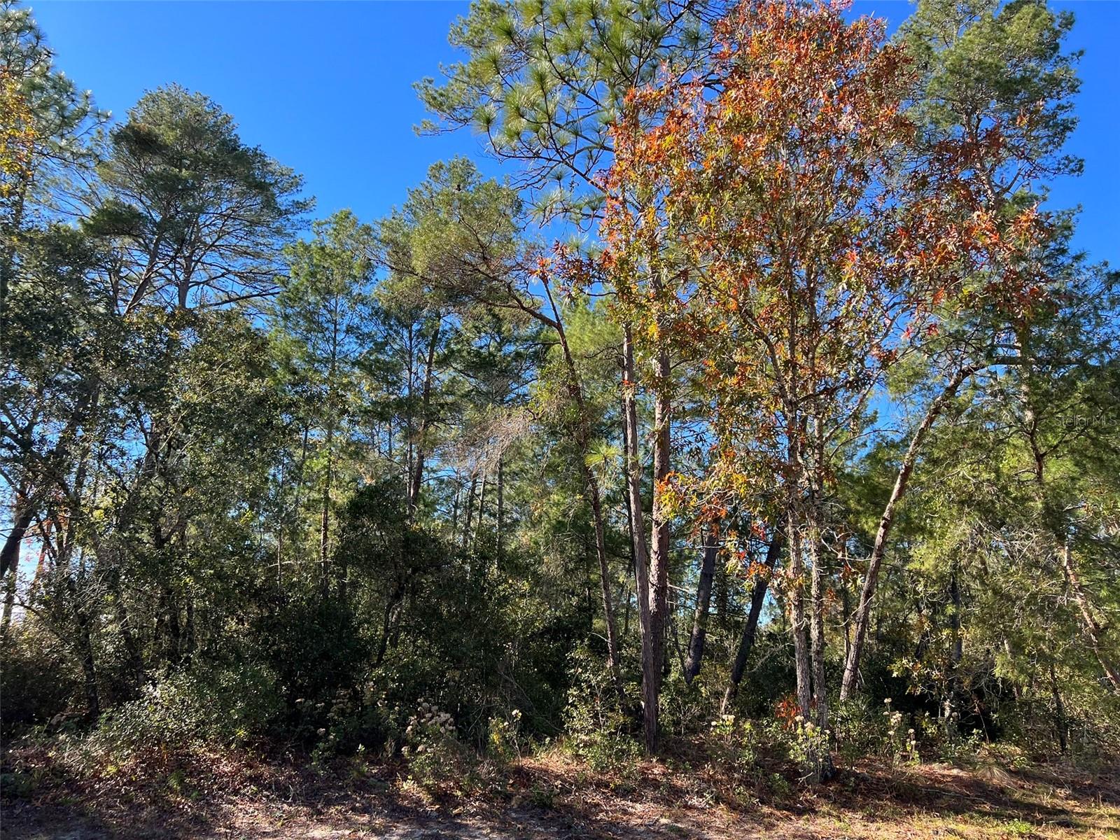 MARION OAKS - Land