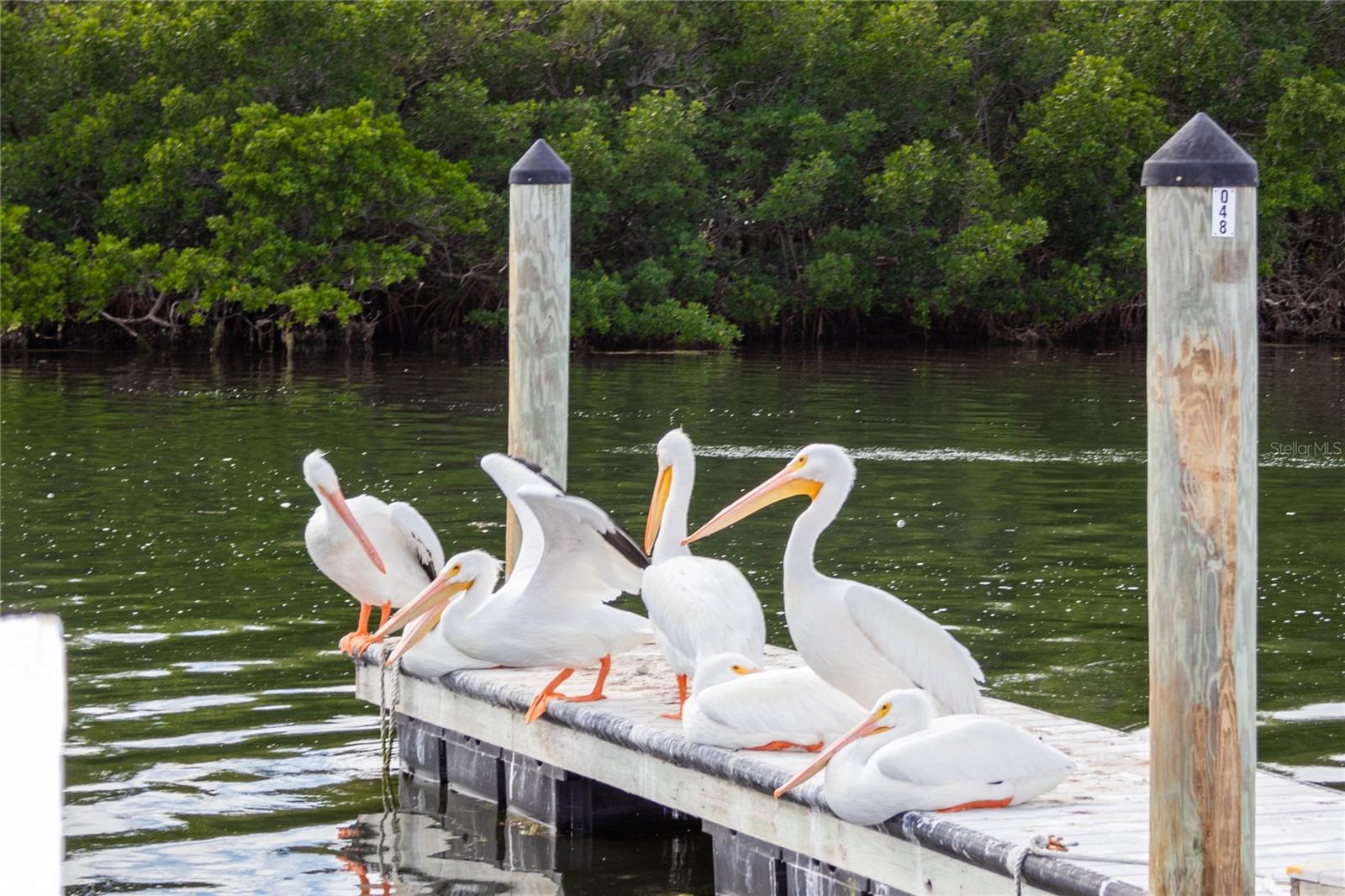 PARADISE BAY ESTATES CO-OP - Residential