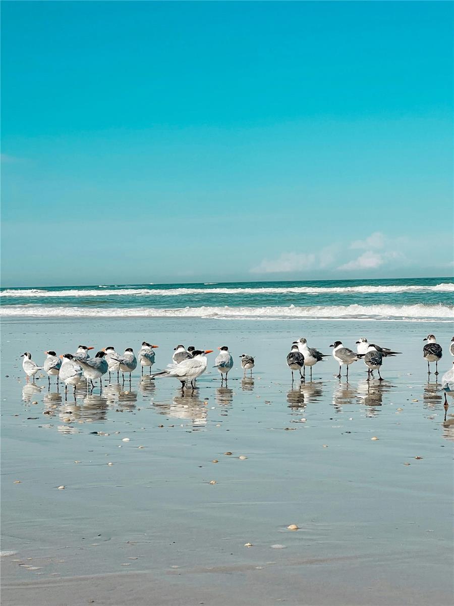 LIGHTHOUSE SHORES - Land