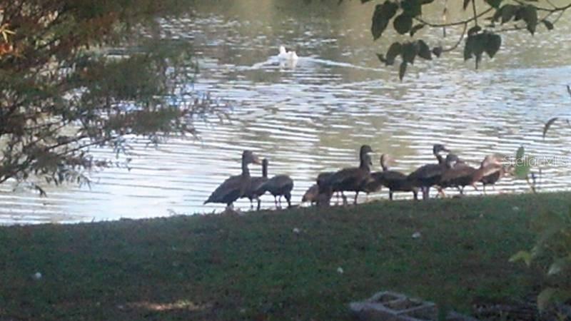 GREAT LOCATION FOR PROFESSIONAL OFFICES

4 lots located less than a mile to UF Health - Leesburg Hospital. Site great for MD, real estate, law, insurance, CPA, etc. Zoned RP. On busy Dixie Avenue in Leesburg, Florida. On a small pond. Great, peaceful view. Possible owner financing with balloon. Will consider trade.

Owner is a licensed real estate broker-associate.