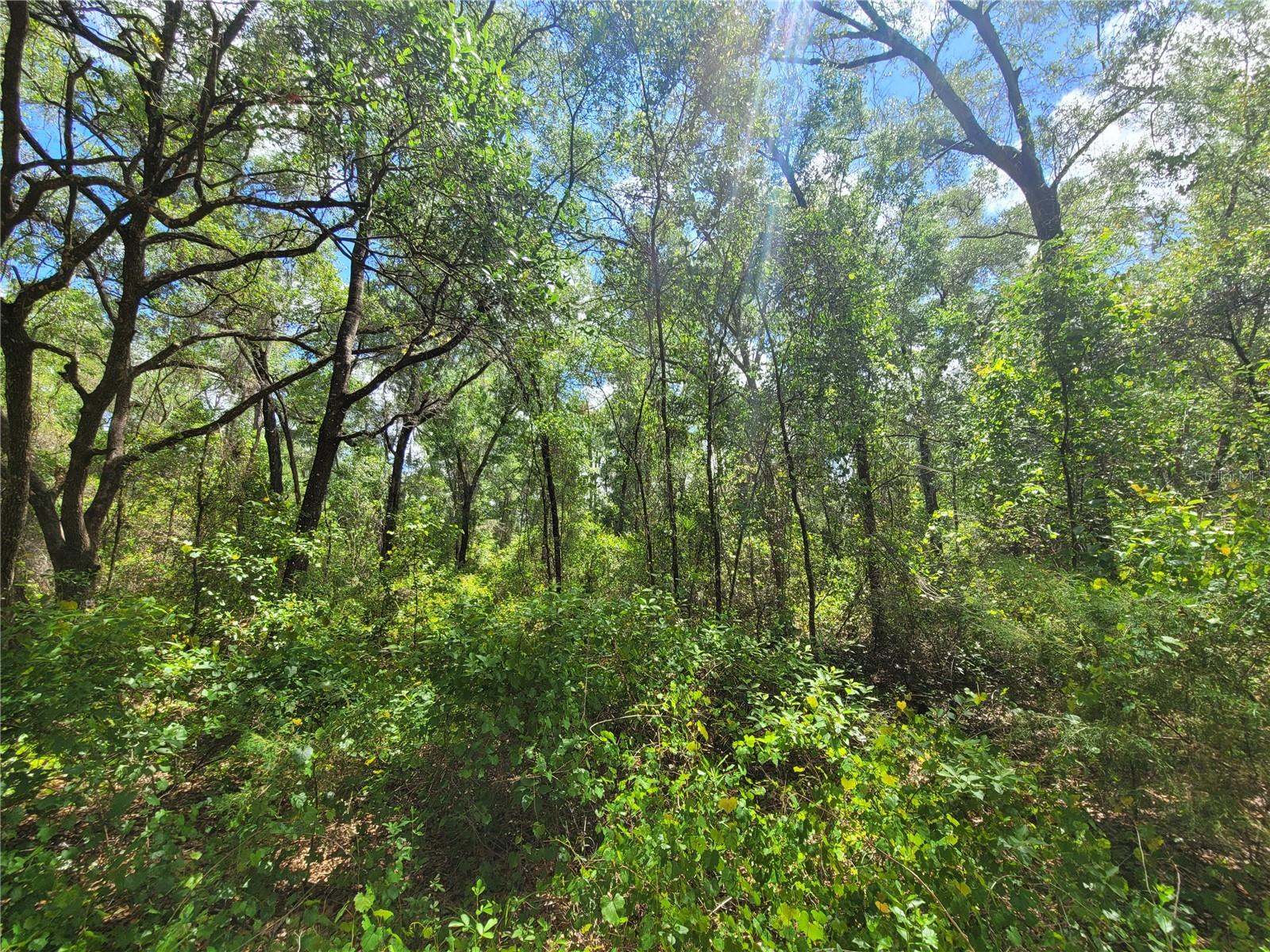 Build your vision on this .27-acre vacant, unimproved lot located on a quiet dirt road at 912 Ferncreek. Offering a peaceful setting with plenty of potential, this property is ideal for those looking to invest, build, or secure land for the future. The adjacent lot at 910 Ferncreek, also .27 acres, is available from the same seller—presenting a great opportunity to expand your footprint. Seller will consider offers for each lot individually or as a package deal.