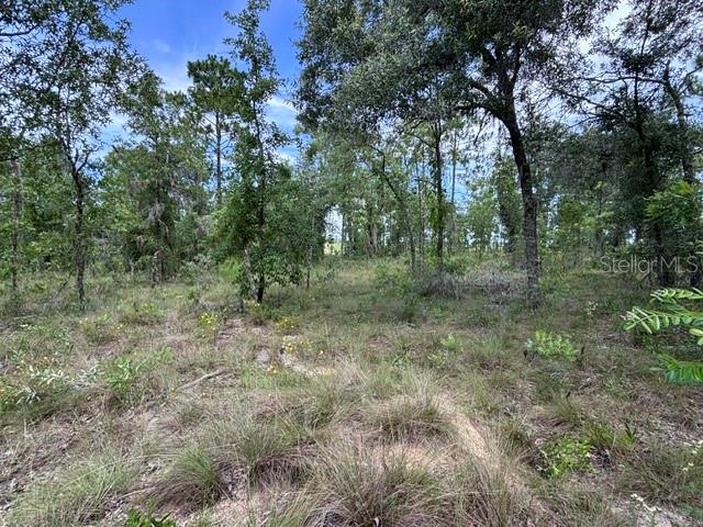 5 ACRES STEEPLECHASE FARMS, Morriston, FL ~ a highly desirable equestrian community because of its direct access to Goethe State Forest riding trails and its proximity to Black Prong Equestrian Village and HITS Ocala. This lot is lightly wooded so it won't require extensive land clearing and high and dry, NOT in a flood zone. The five acres fronts on SE 16 Lane and neighbor has fenced down right side. The back of the property fronts on SE 17 Place where there is a fence along the rear. This property is among other 5+ acre homesites catering to horse lovers. Good solid investment, home values here are high. Well and septic are needed. Site-built or mobile homes permitted.