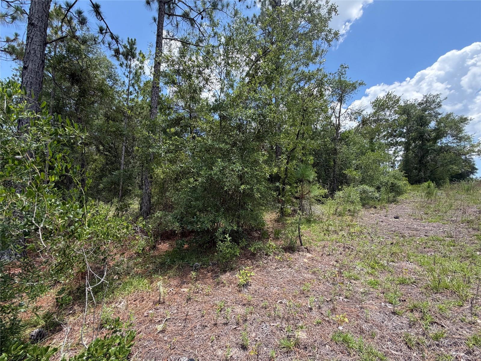 WILLISTON HYLNDS GOLF & C CLUB ESTATE - Land